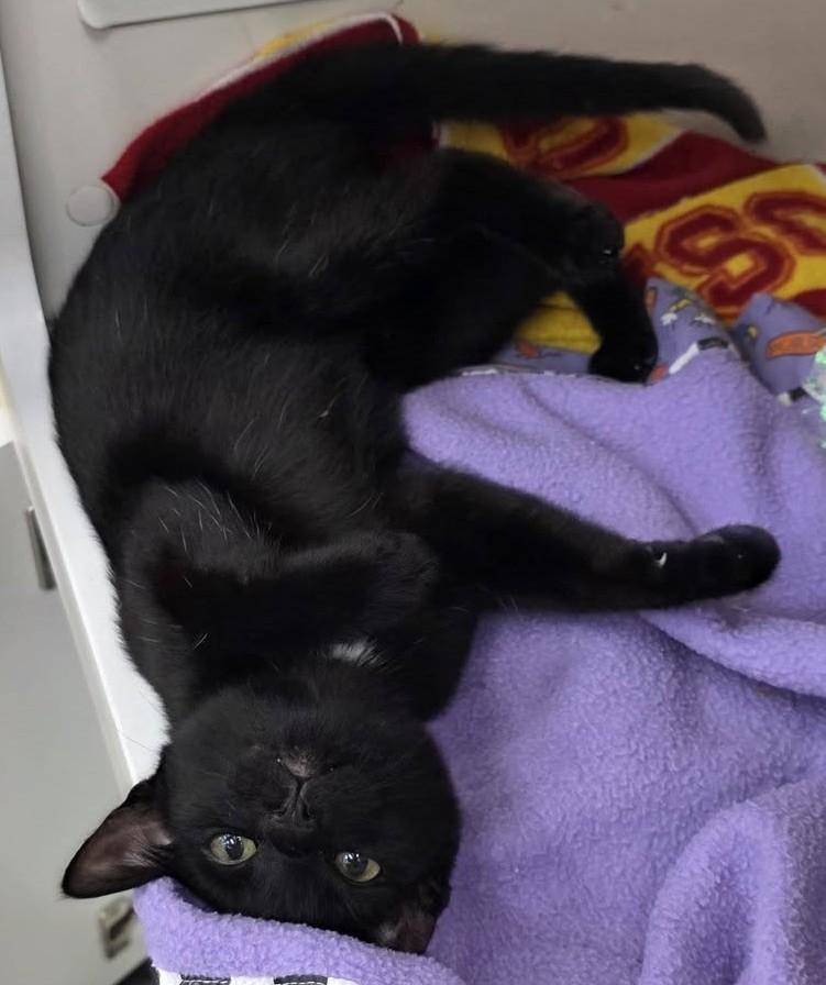 Clementine, an adopted Domestic Short Hair in Phoenix, AZ image 3/3