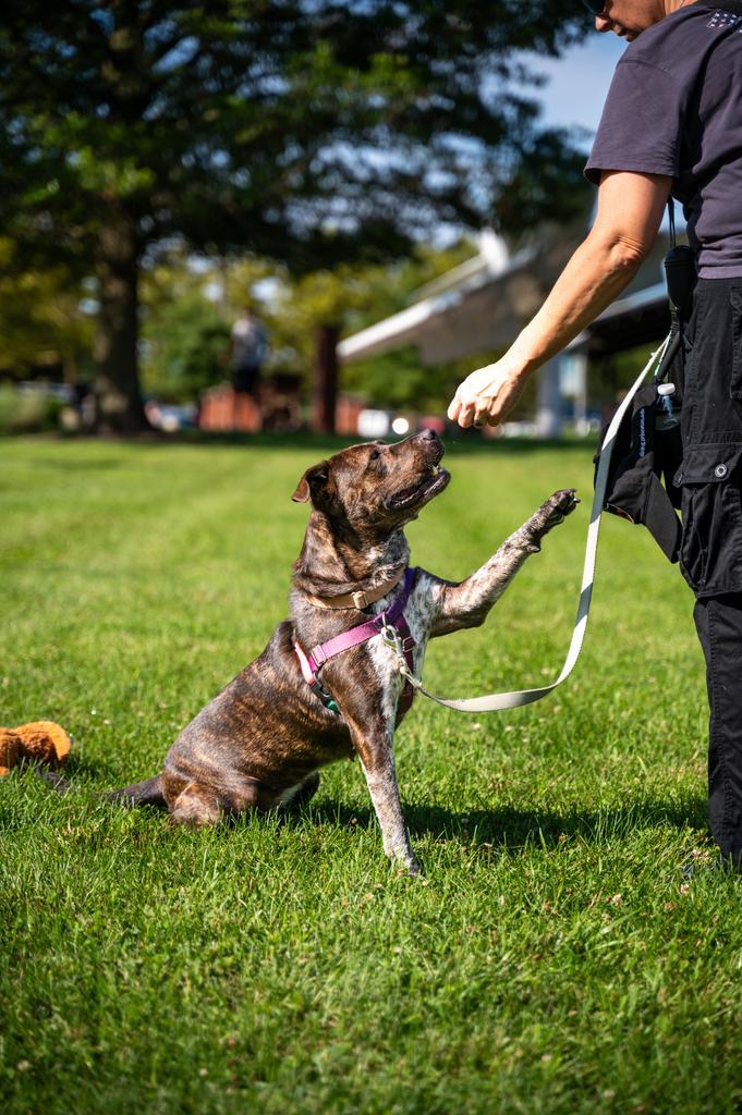 Enlarge Jenga, a Adoptable mixed breed in Ewing, NJ image 1/6