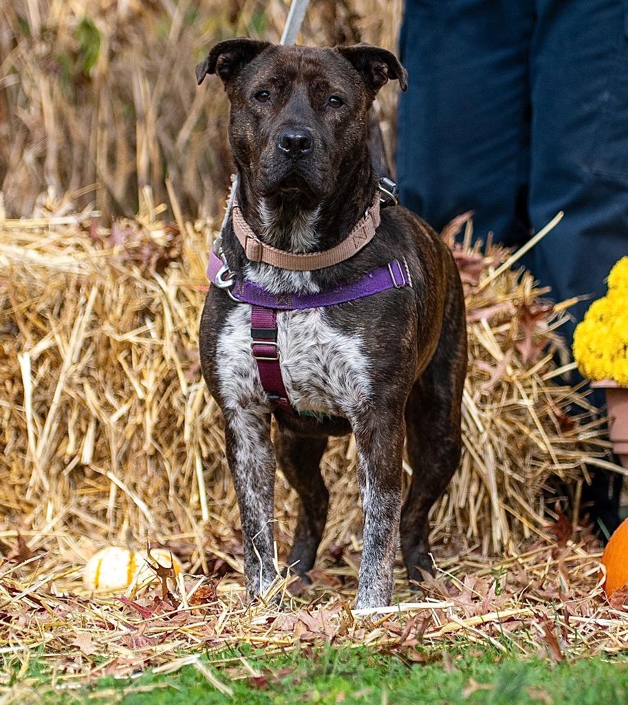 Jenga, a Adoptable mixed breed in Ewing, NJ image 2/6
