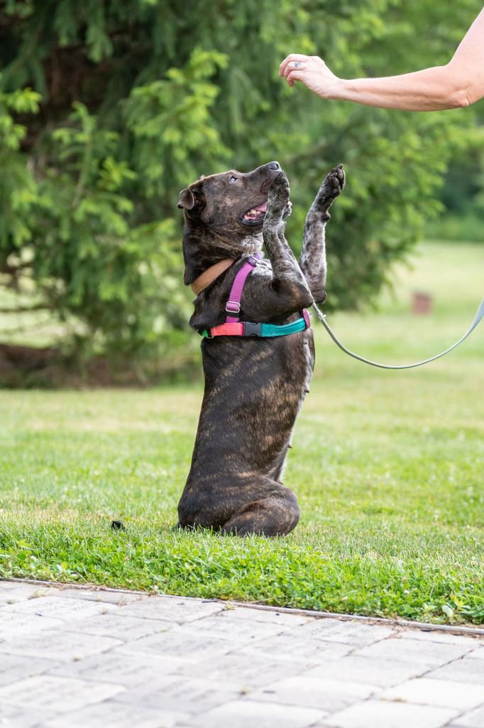 Enlarge Jenga, a Adoptable mixed breed in Ewing, NJ image 3/6