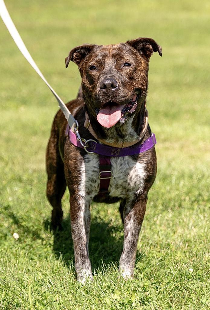 Enlarge Jenga, a Adoptable mixed breed in Ewing, NJ image 4/6