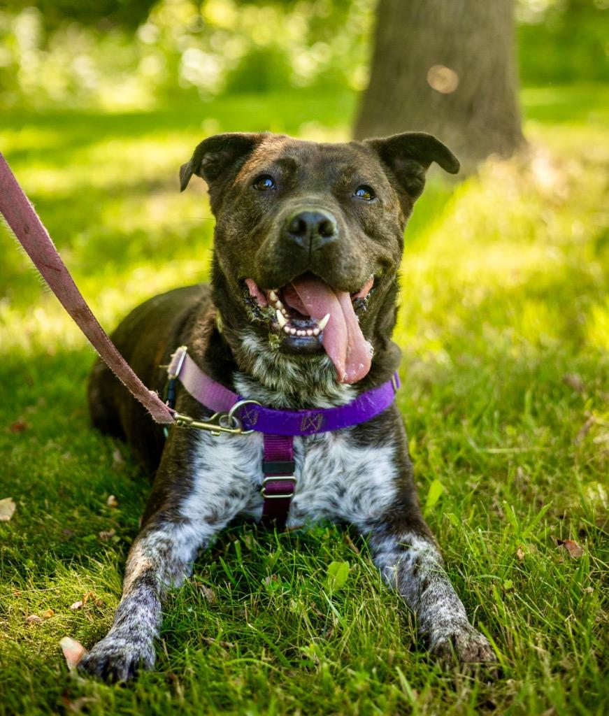Jenga, a Adoptable mixed breed in Ewing, NJ image 3/6