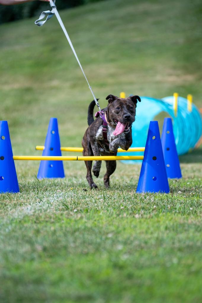 Jenga, a Adoptable mixed breed in Ewing, NJ image 6/6