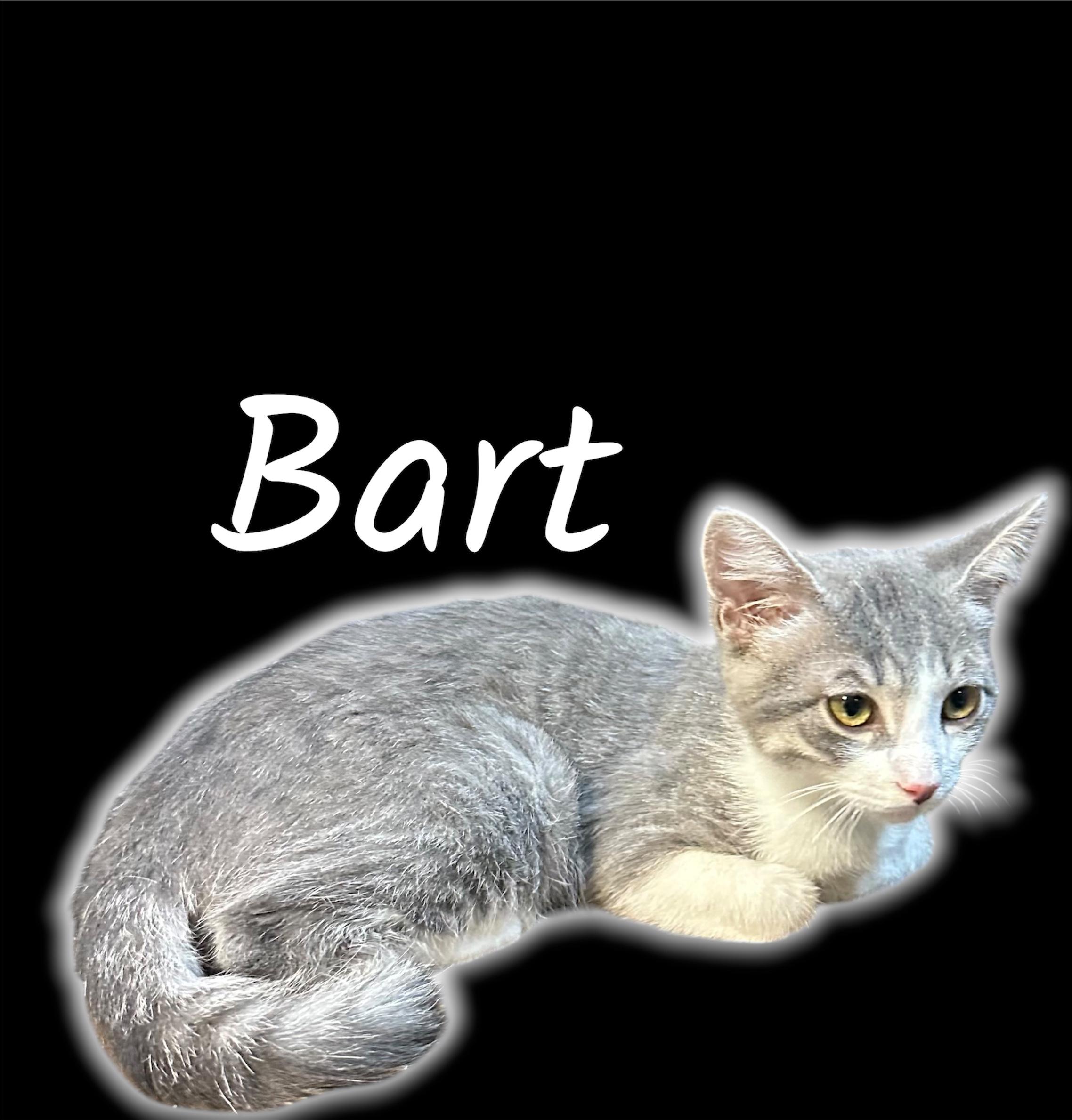 Enlarge Bart (Bonded with Douglas), an adopted Domestic Short Hair in Auburn, CA image 2/2