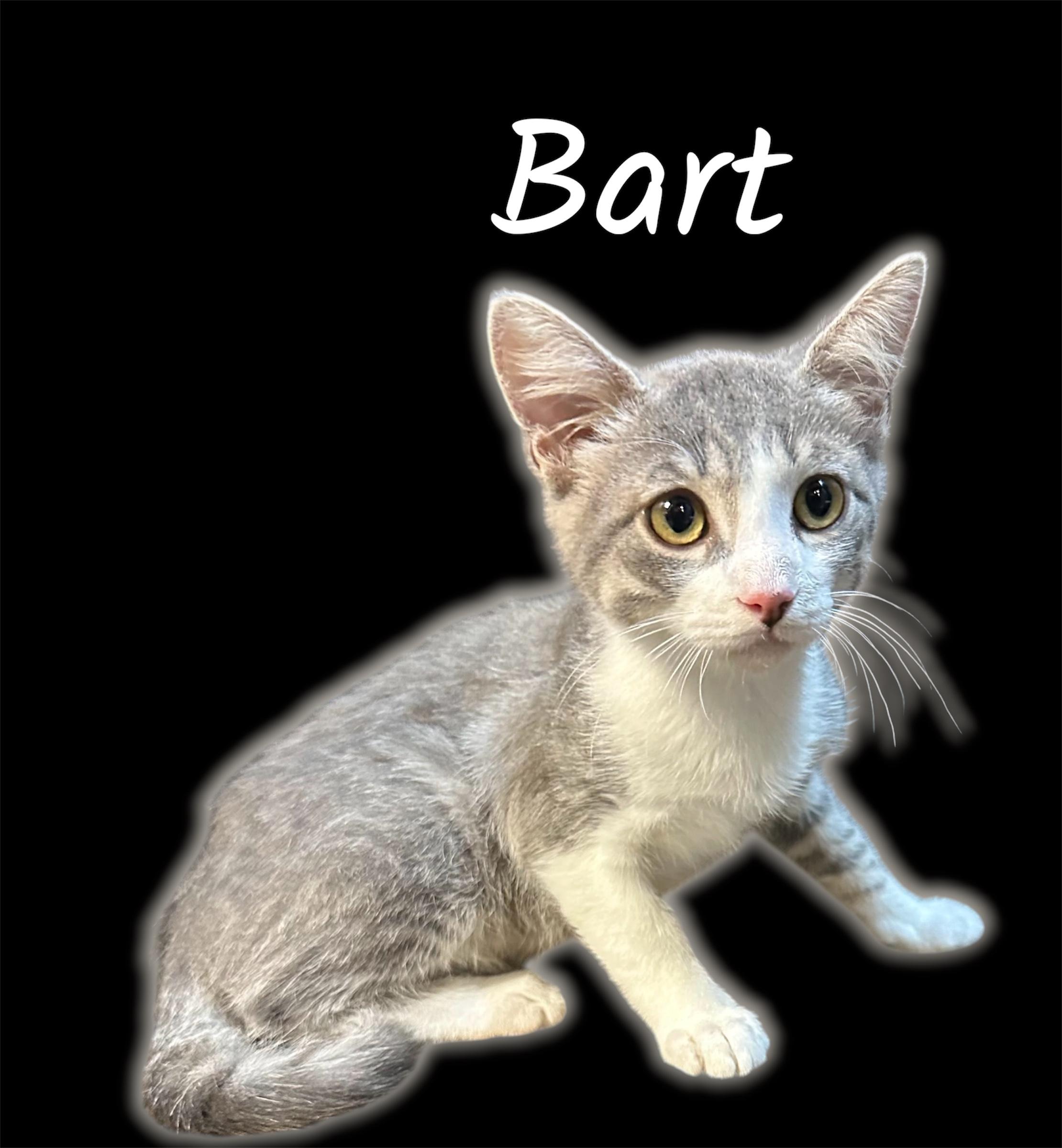 Bart (Bonded with Douglas), adopted, Kitten Male Domestic Short Hair.
