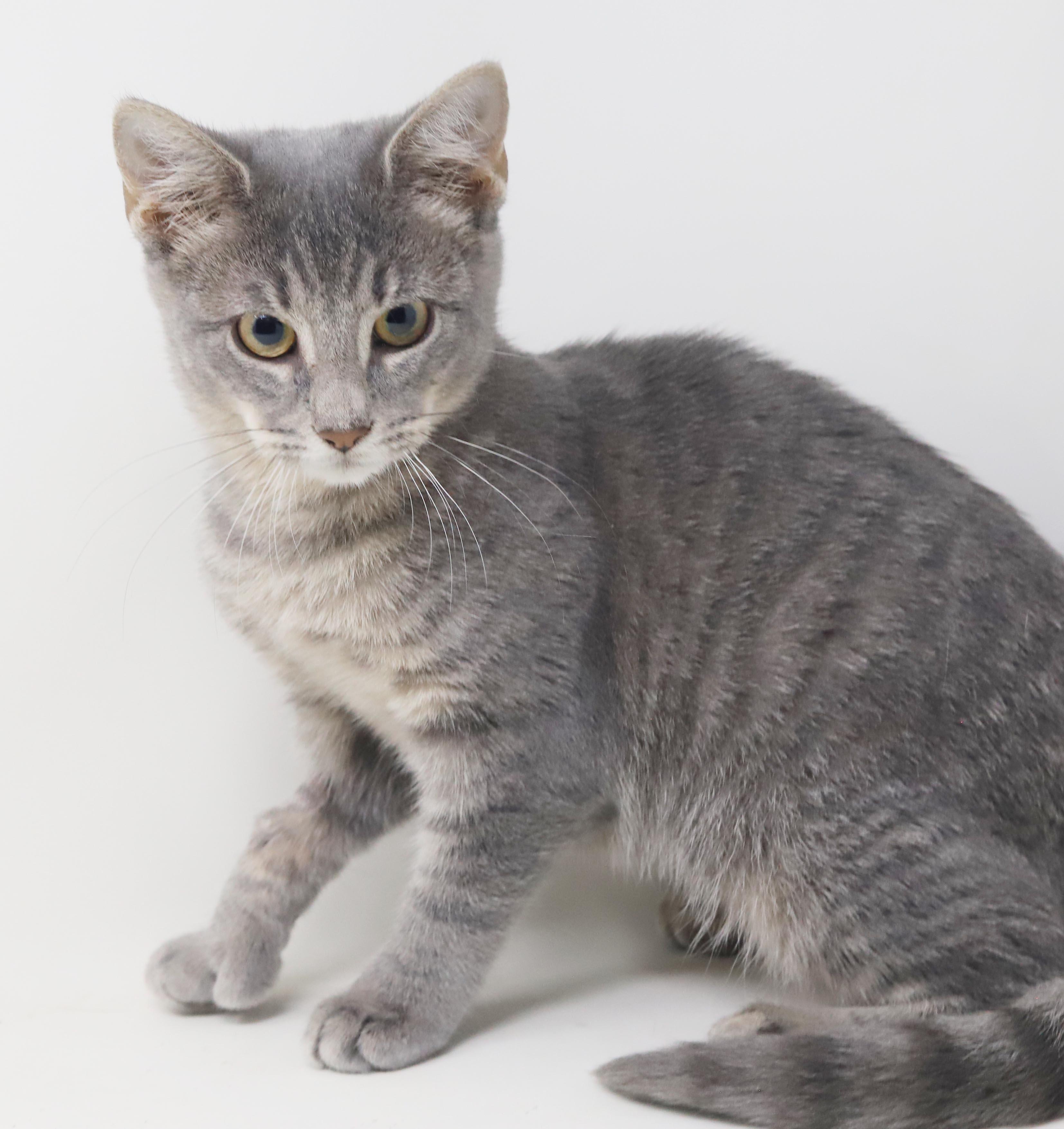 Enlarge Dottie - EXTRA TOES means EXTRA BIG HUGS - sooo gorgeous and OLD ENOUGH TO GO SOLO, a Adoptable mixed breed in Bedford Hills, NY image 3/6