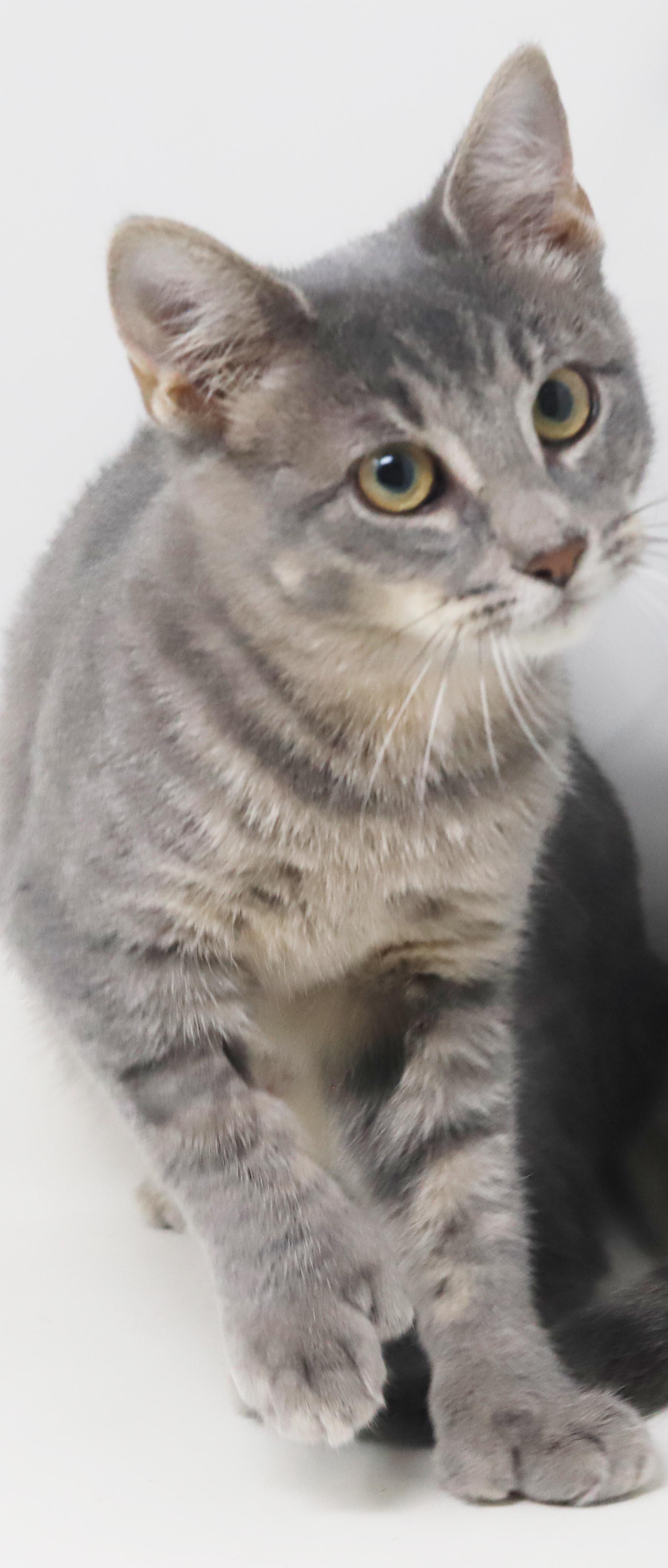 Enlarge Dottie - EXTRA TOES means EXTRA BIG HUGS - sooo gorgeous and OLD ENOUGH TO GO SOLO, a Adoptable mixed breed in Bedford Hills, NY image 4/6