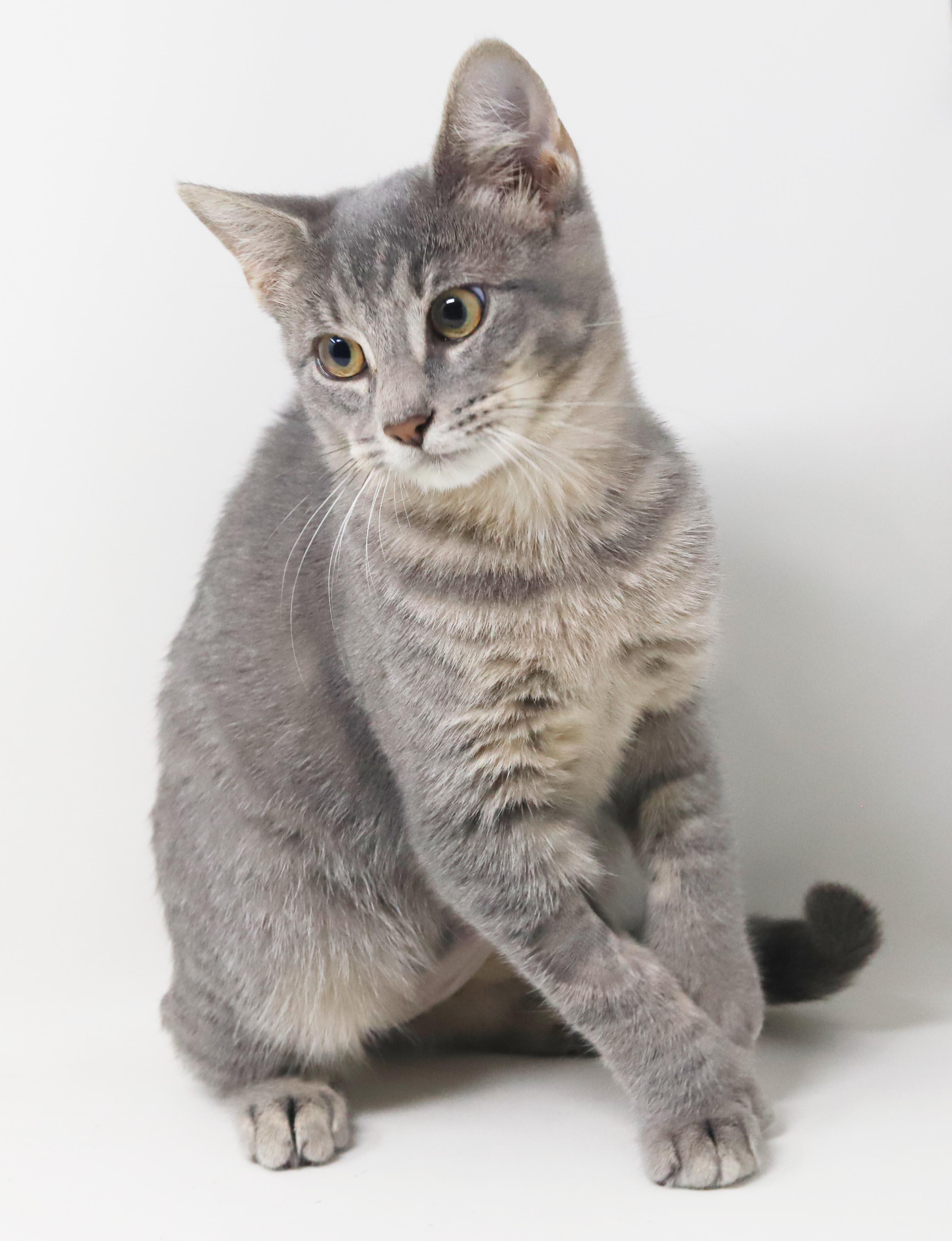 Enlarge Dottie - EXTRA TOES means EXTRA BIG HUGS - sooo gorgeous and OLD ENOUGH TO GO SOLO, a Adoptable mixed breed in Bedford Hills, NY image 5/6