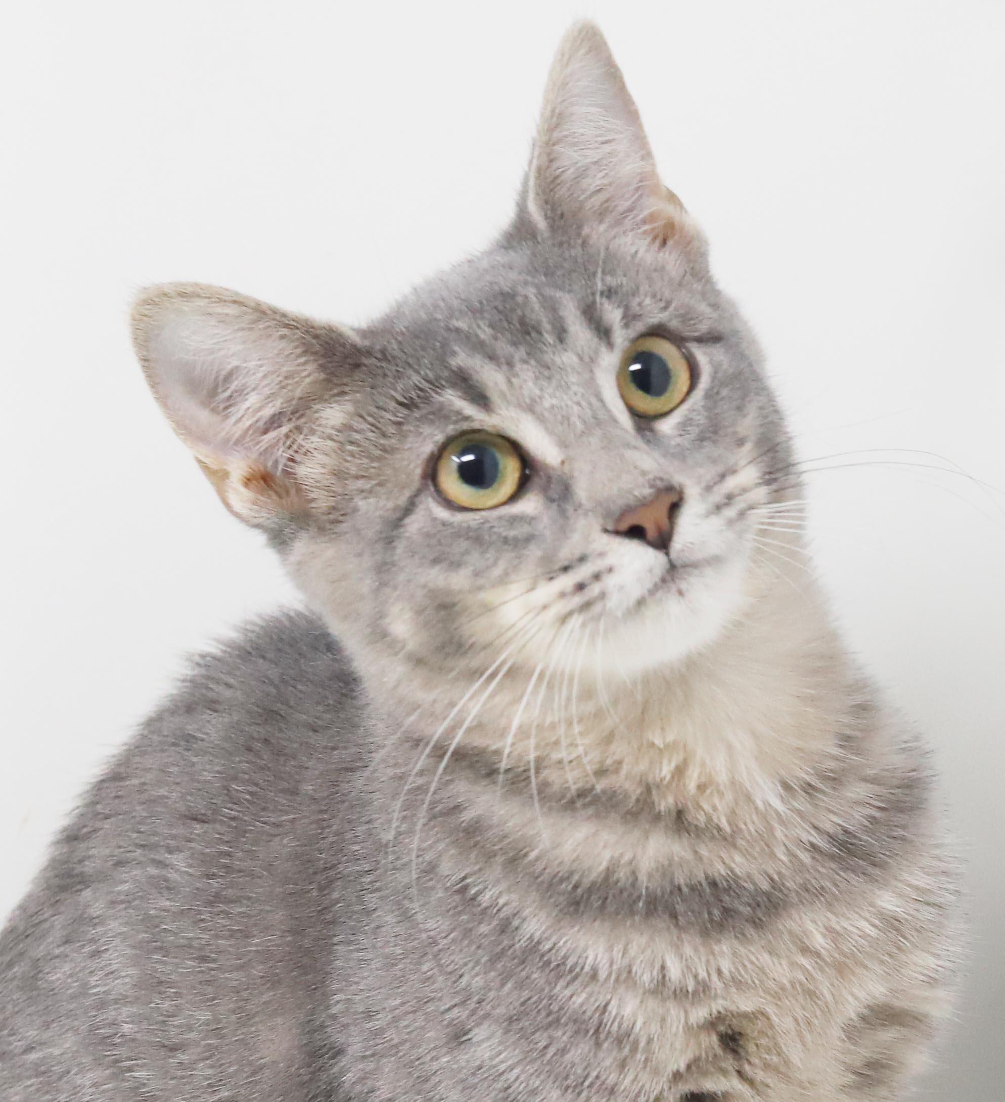 Enlarge Dottie - EXTRA TOES means EXTRA BIG HUGS - sooo gorgeous and OLD ENOUGH TO GO SOLO, a Adoptable mixed breed in Bedford Hills, NY image 1/6