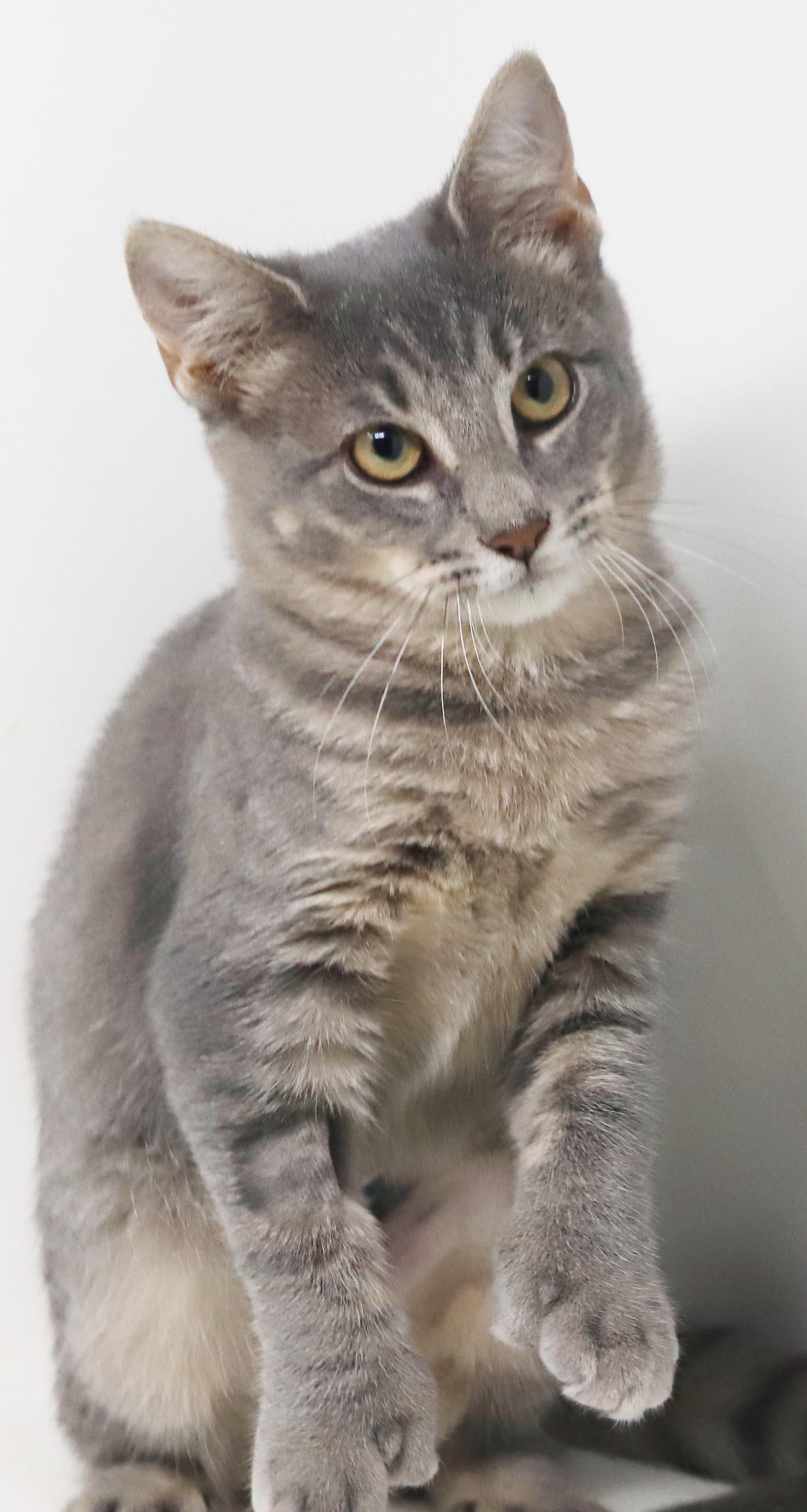 Enlarge Dottie - EXTRA TOES means EXTRA BIG HUGS - sooo gorgeous and OLD ENOUGH TO GO SOLO, a Adoptable mixed breed in Bedford Hills, NY image 6/6