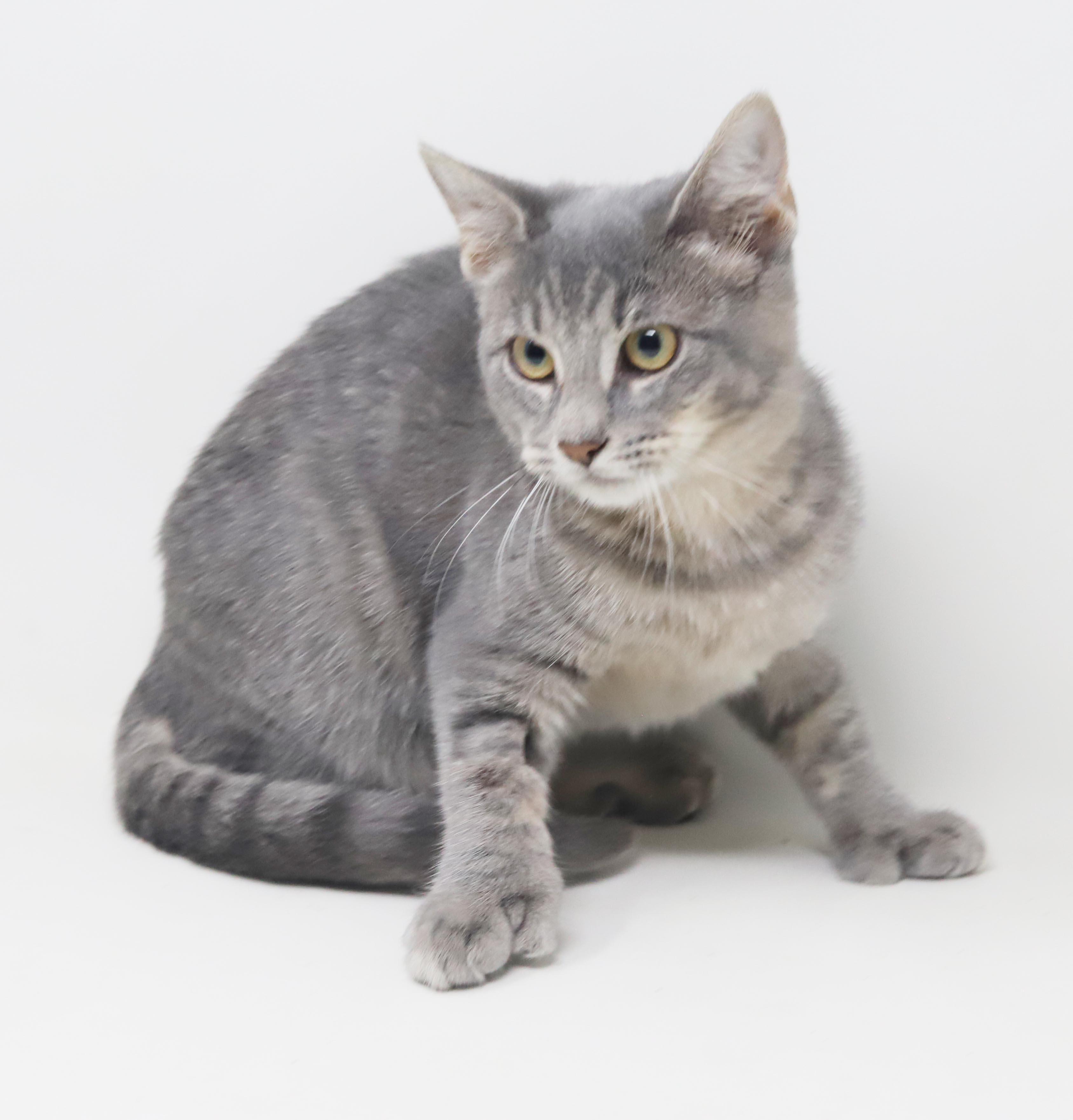 Enlarge Dottie - EXTRA TOES means EXTRA BIG HUGS - sooo gorgeous and OLD ENOUGH TO GO SOLO, a Adoptable mixed breed in Bedford Hills, NY image 2/6