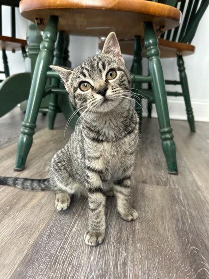 Evangeline — thumbnail 3