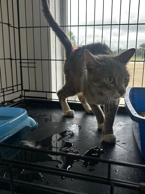 Solo, Adoptable, Young Female Tabby.