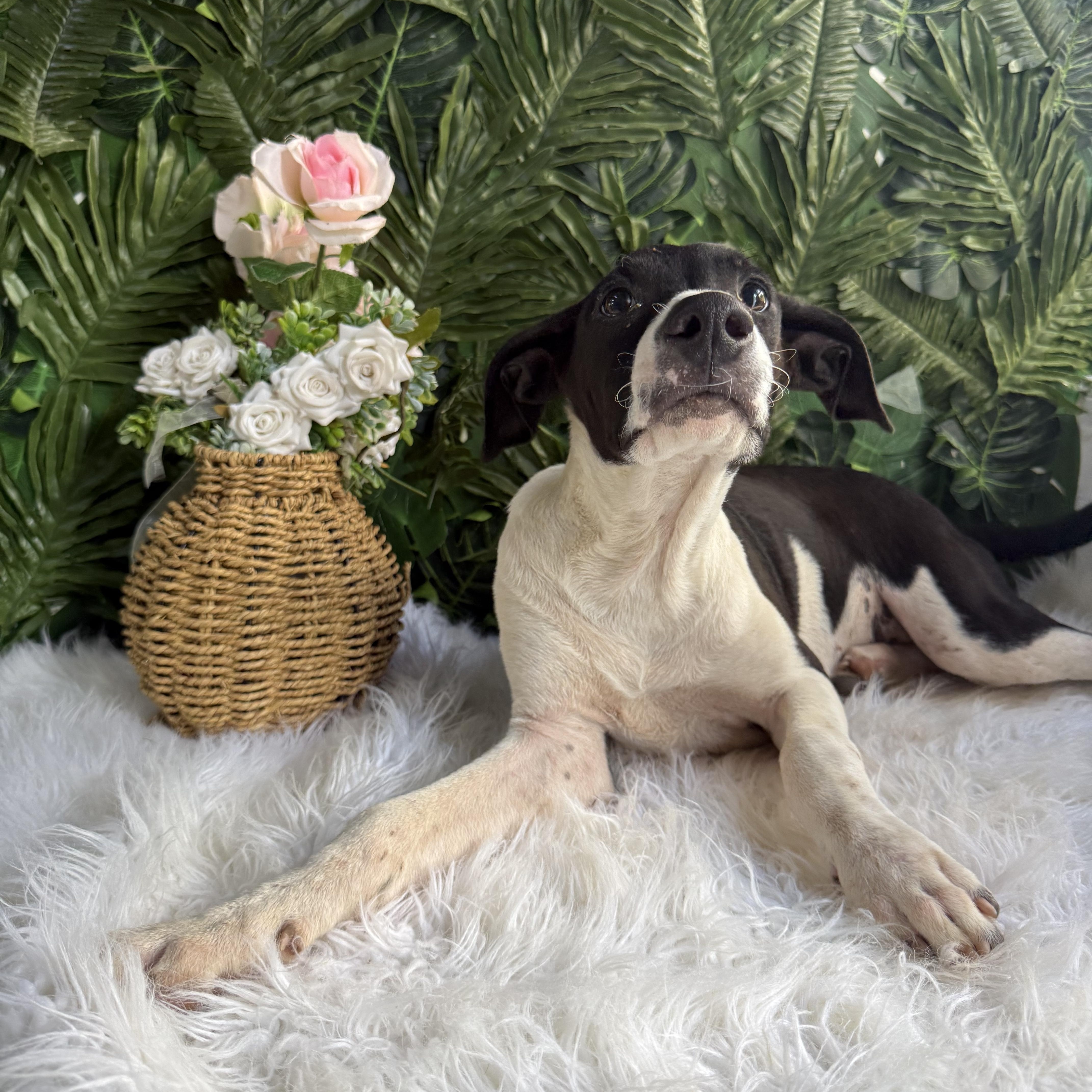 Kylo, Adoptable, Young Male Whippet.