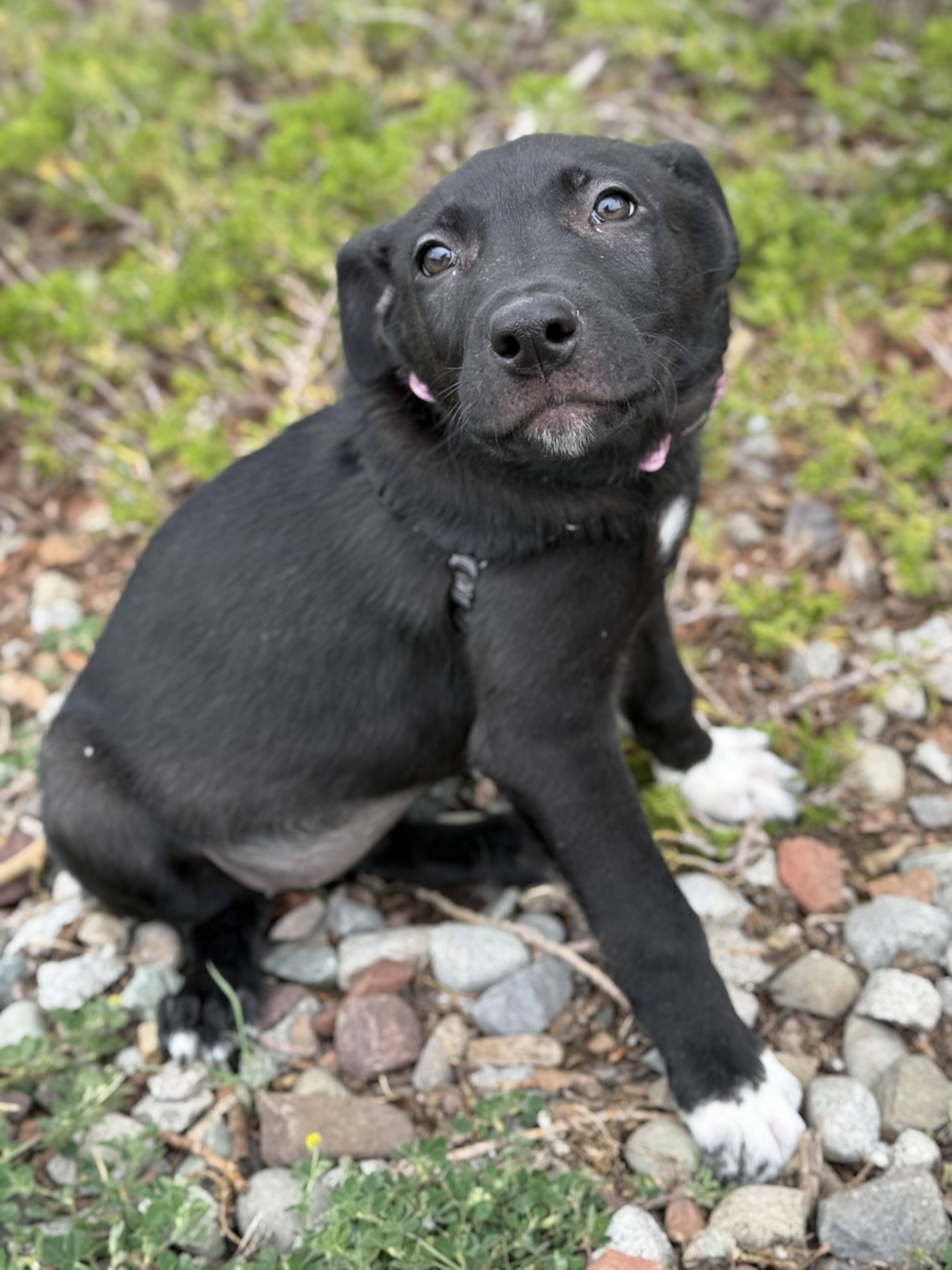 Hestia, an adoptable mixed breed in Eagle, CO image 2/4