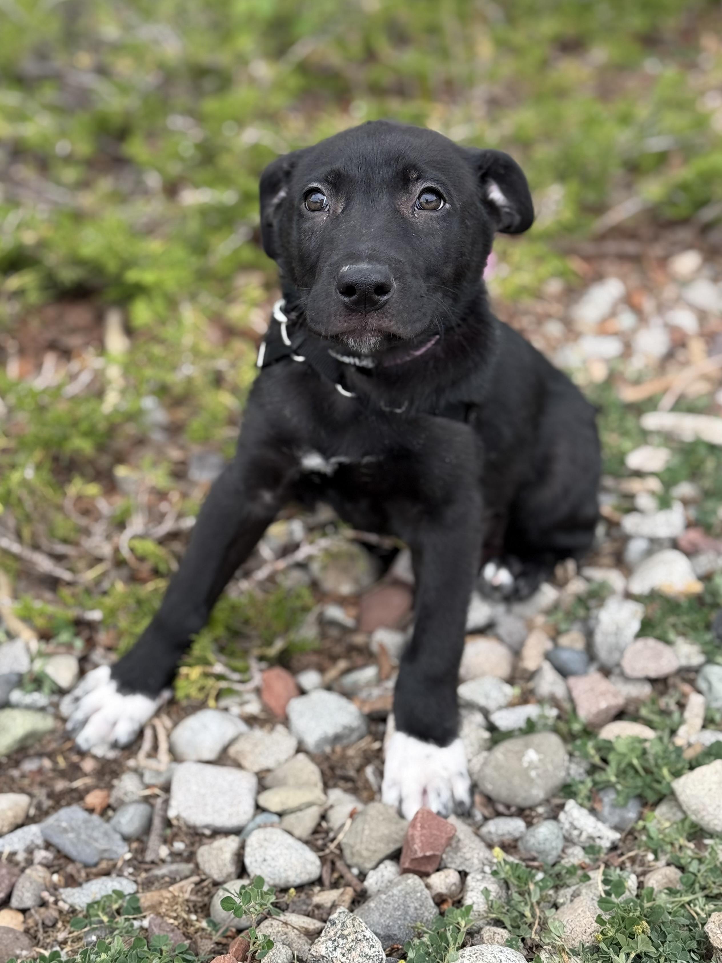 Hestia, an adoptable mixed breed in Eagle, CO image 3/4