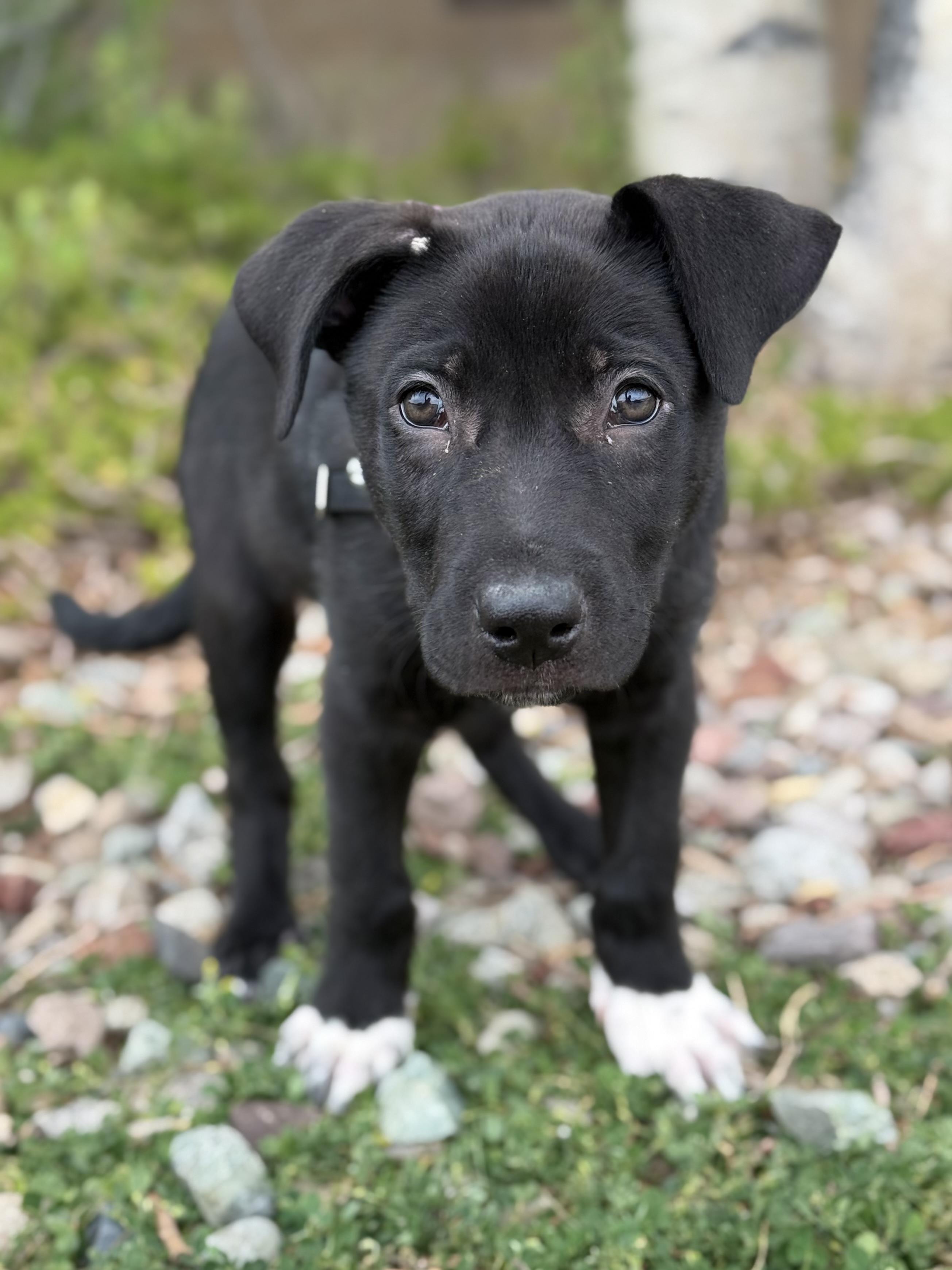 Hestia, an adoptable mixed breed in Eagle, CO image 1/4