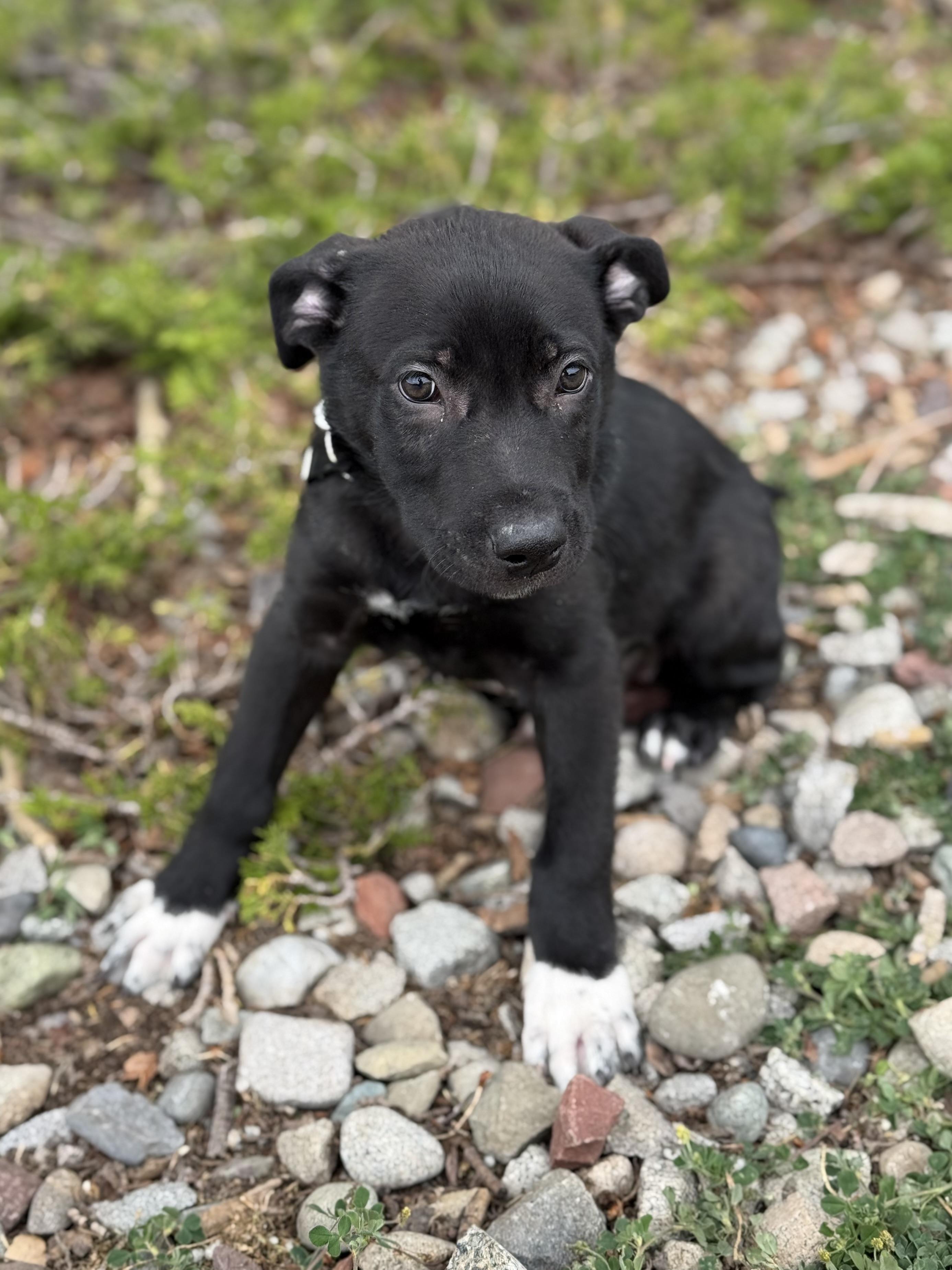 Hestia, an adoptable mixed breed in Eagle, CO image 4/4