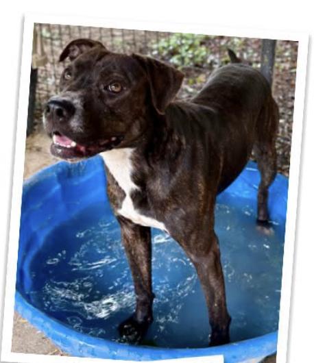 Mocha, Adoptable, Young Female Pit Bull Terrier.