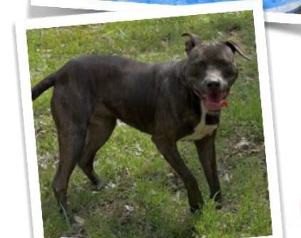Enlarge Mocha, a Adoptable mixed breed in Indian Mound, TN image 2/2