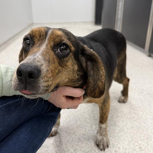 Enlarge Posy, an adopted Beagle in Cooperstown, NY image 2/4