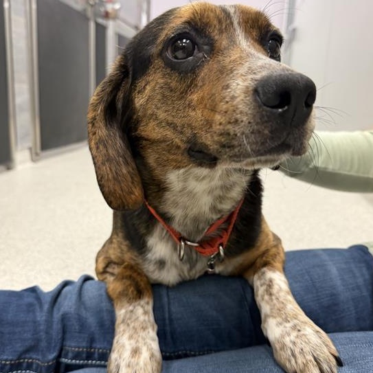 Enlarge Posy, an adopted Beagle in Cooperstown, NY image 3/4