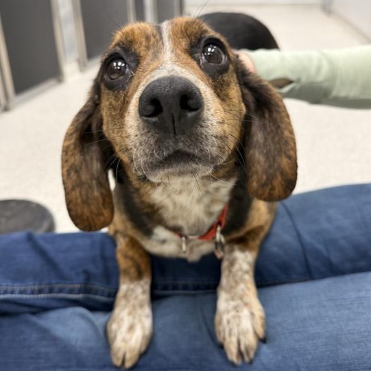 Posy, adopted, Young Female Beagle.