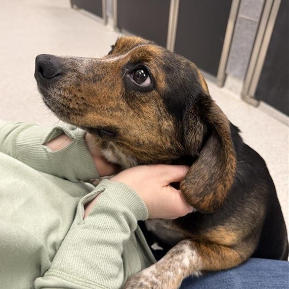 Enlarge Posy, an adopted Beagle in Cooperstown, NY image 4/4