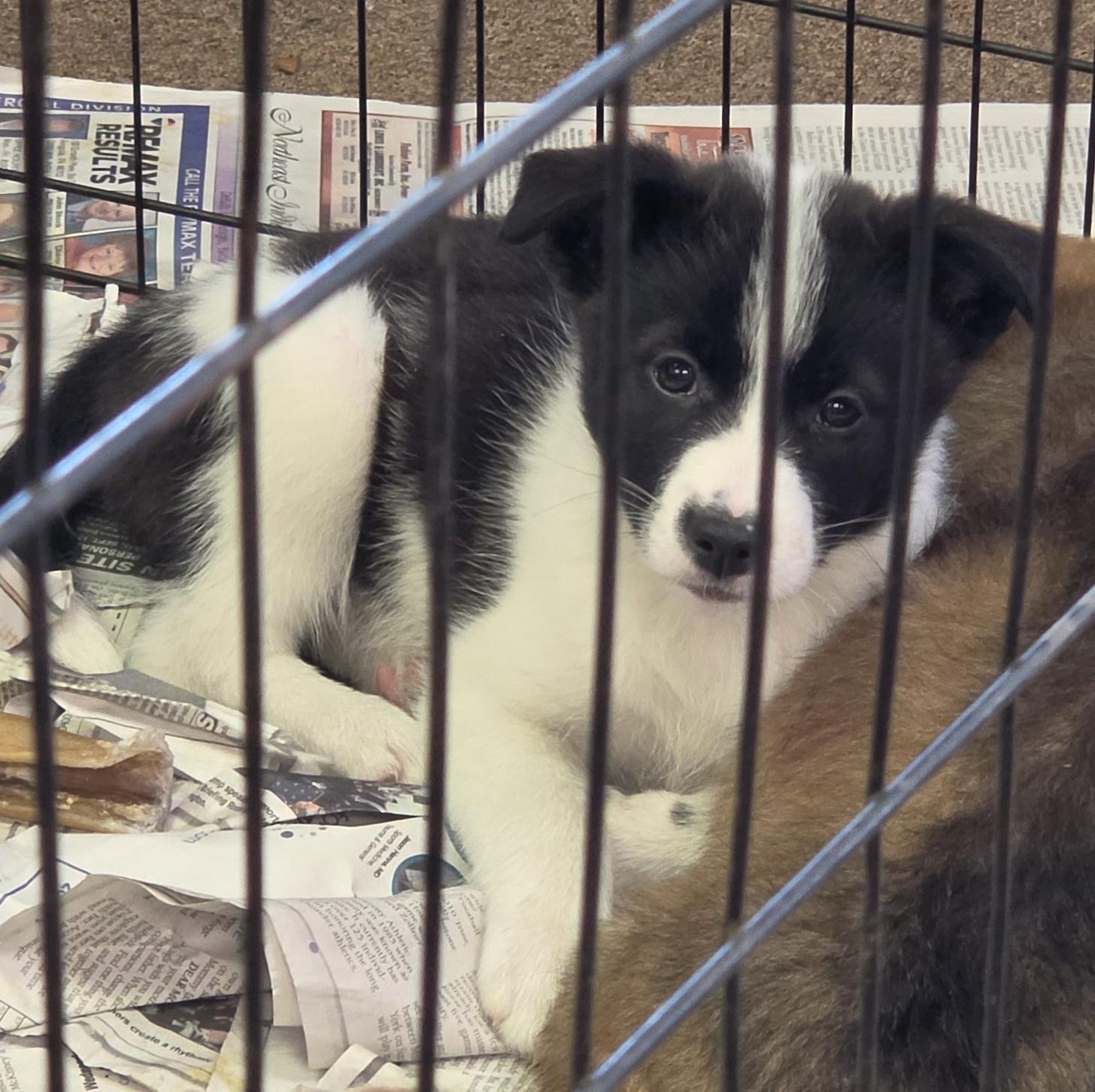 Petra, ADOPTABLE, Puppy Female Border Collie & Pomsky.