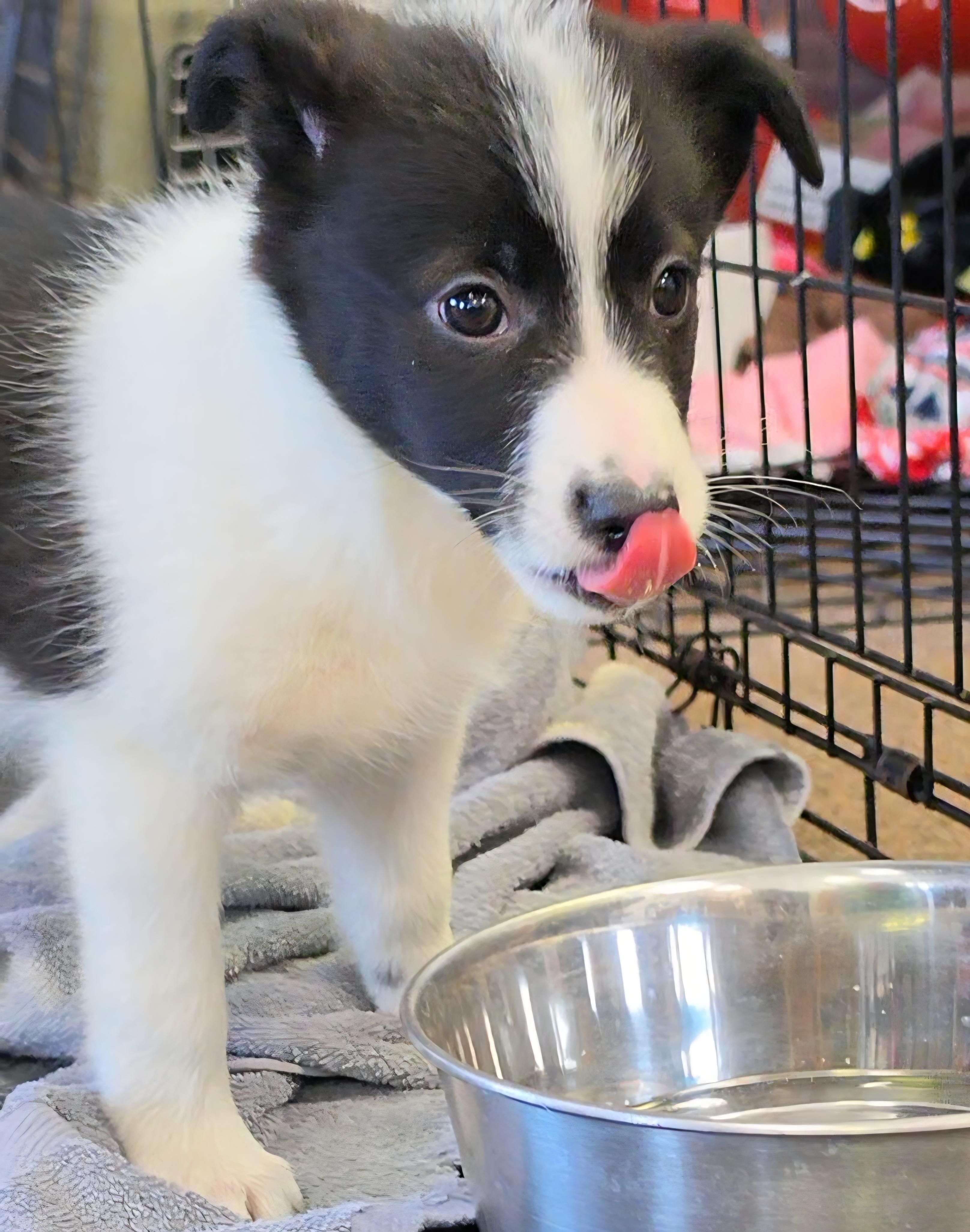 Enlarge Petra, a ADOPTABLE mixed breed in LaGrange, IN image 3/6