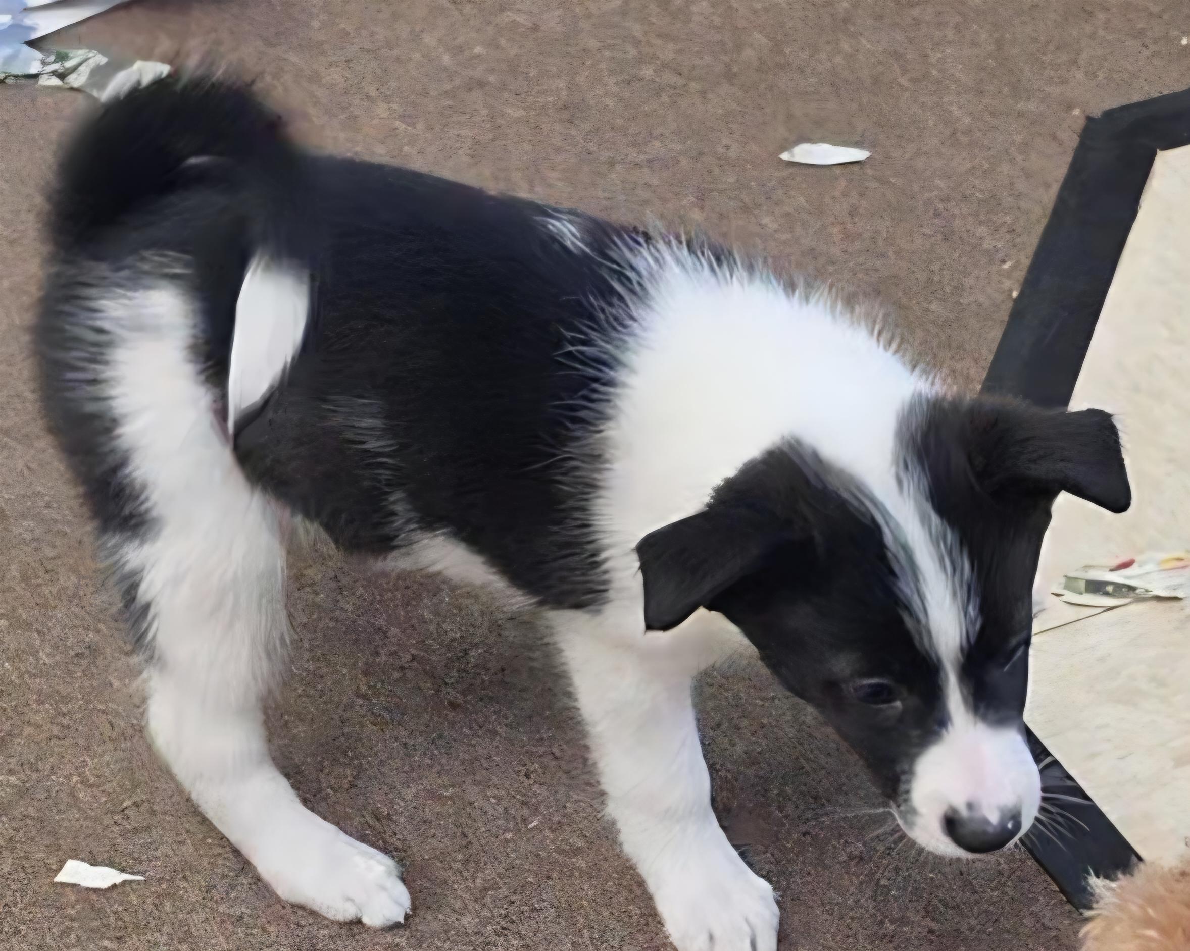 Enlarge Petra, a ADOPTABLE mixed breed in LaGrange, IN image 2/6