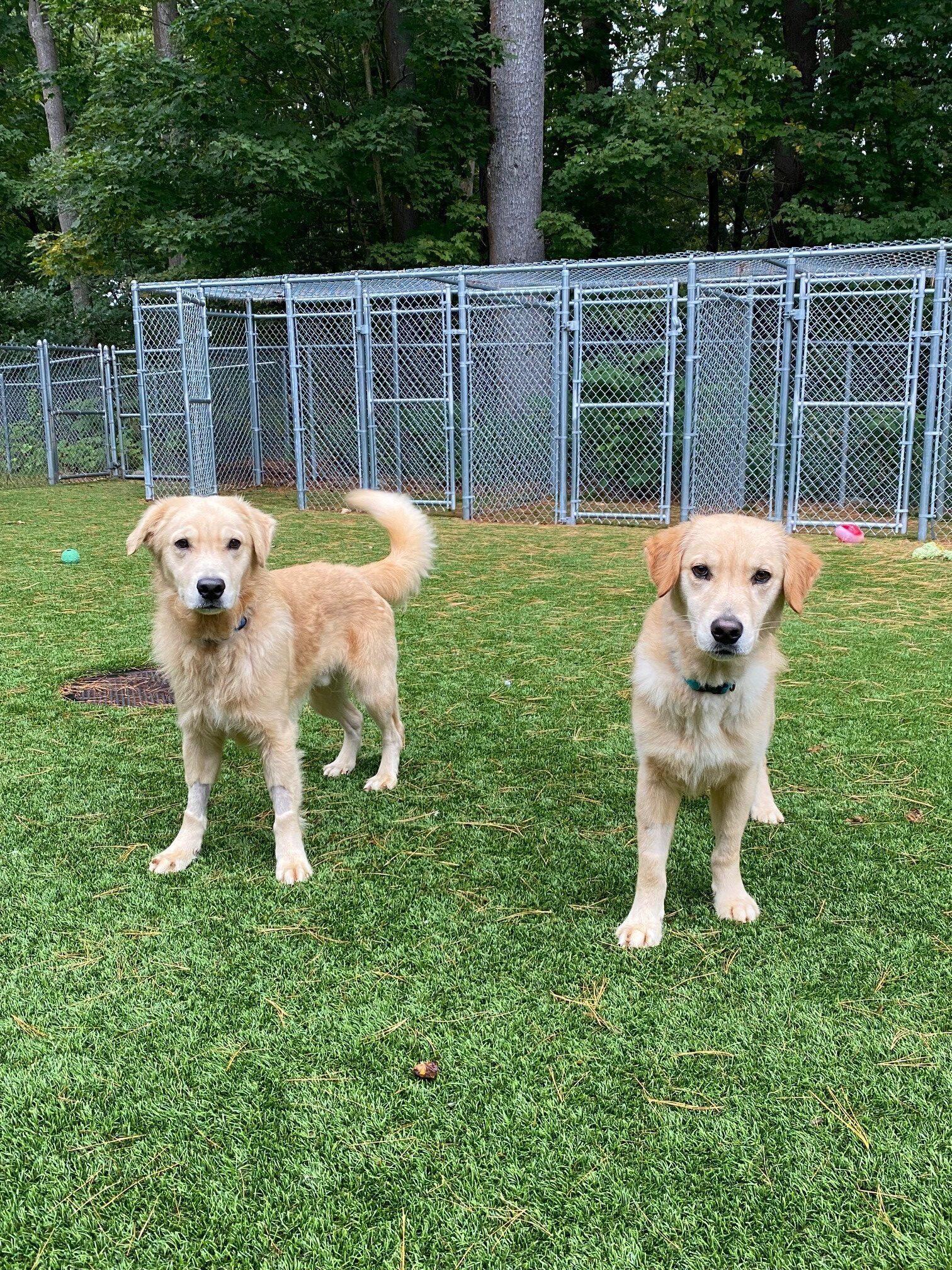 Challah and Brioche, ADOPTABLE, Adult Male Golden Retriever.