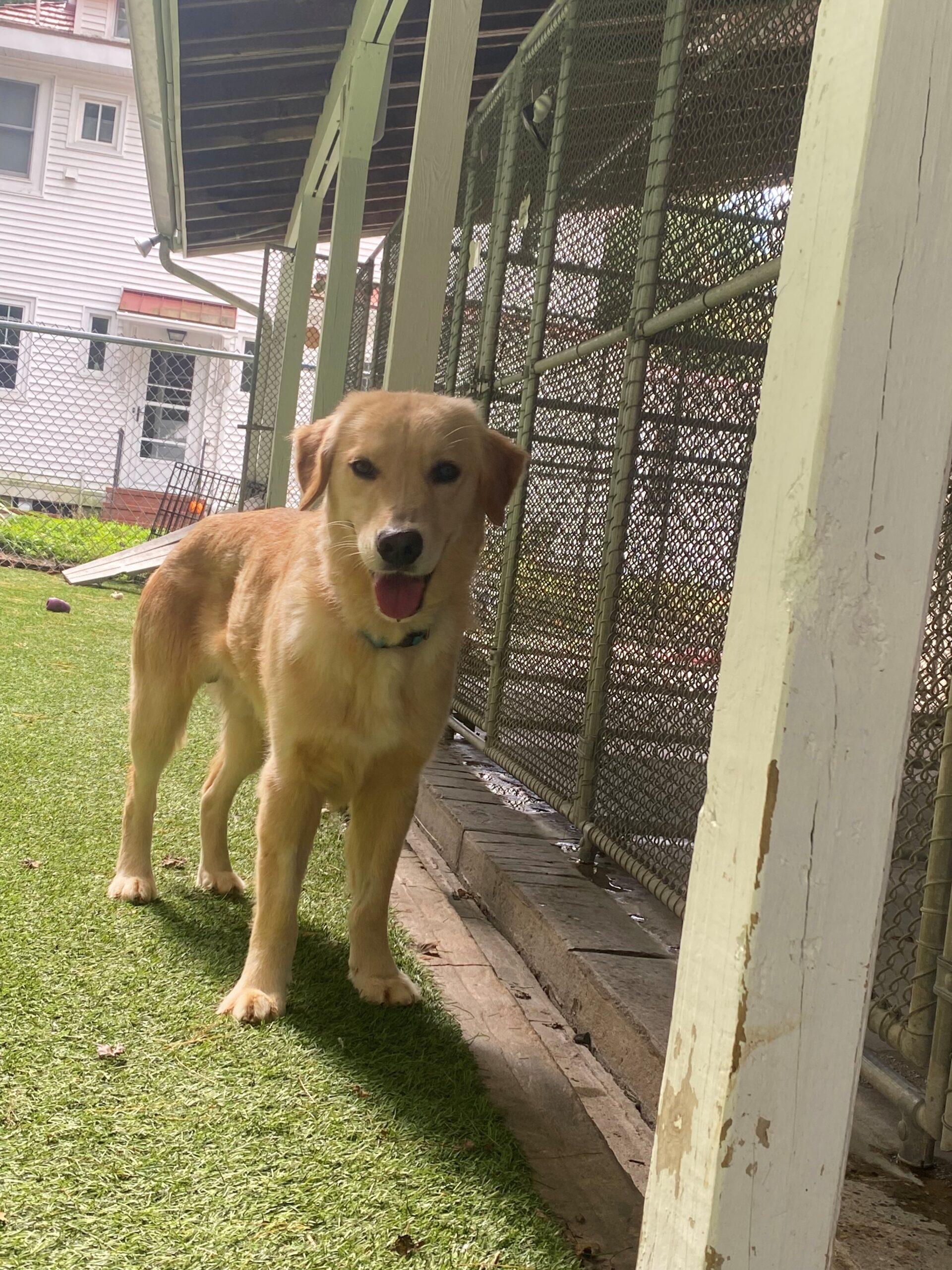 Challah and Brioche, a ADOPTABLE Golden Retriever in Hudson, MA image 3/4