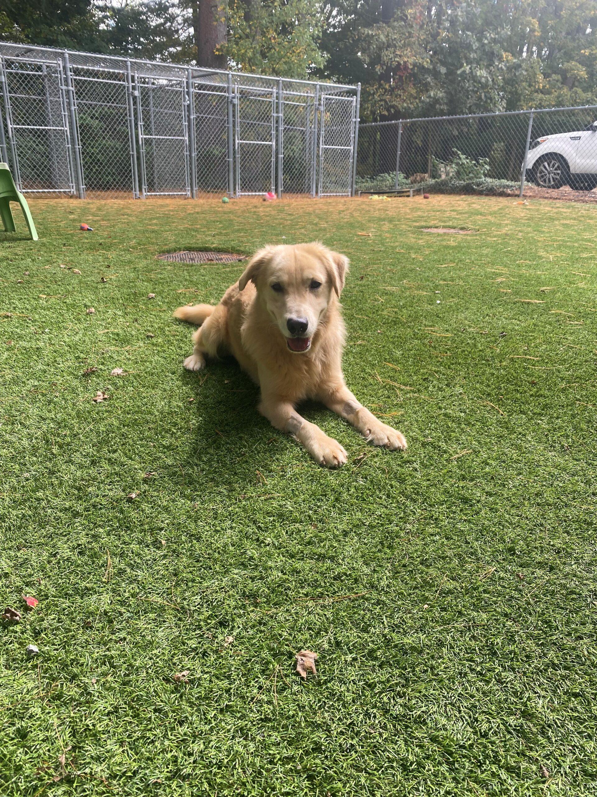 Challah and Brioche, a ADOPTABLE Golden Retriever in Hudson, MA image 4/4