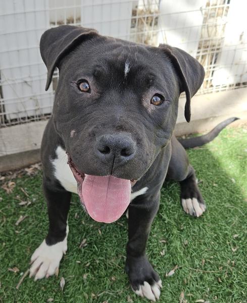 MOOSE, Adoptable, Young Male Pit Bull Terrier & Mixed Breed.