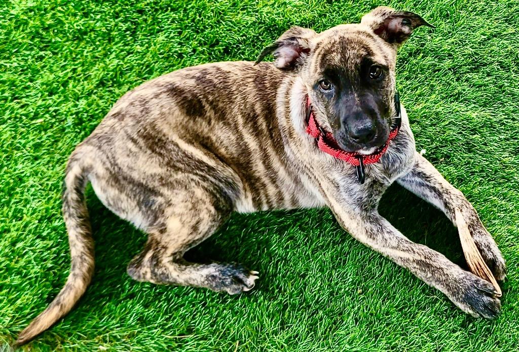 Macha-Beautiful Brindle Puppy!, a Adopted mixed breed in Fort Myers, FL image 1/4