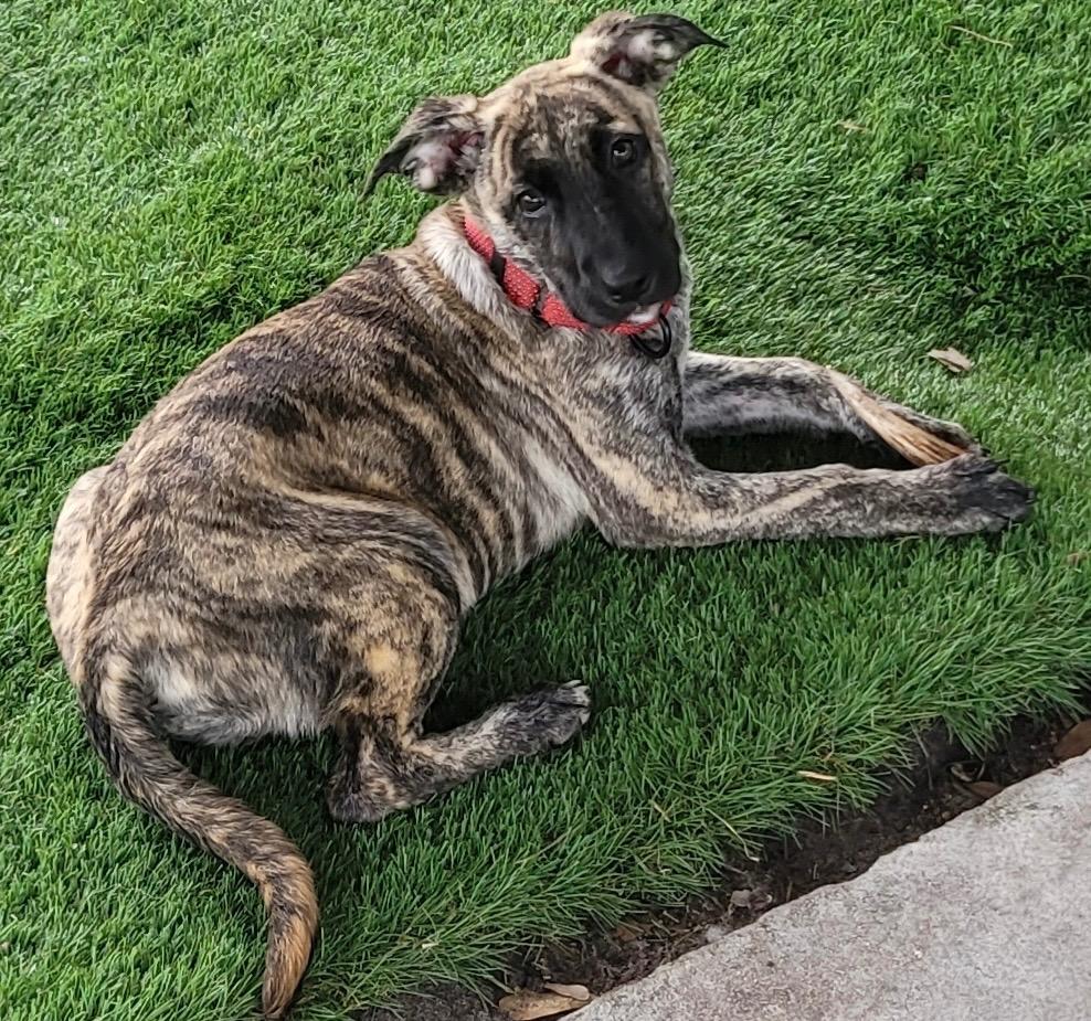 Macha-Beautiful Brindle Puppy!, a Adopted mixed breed in Fort Myers, FL image 2/4