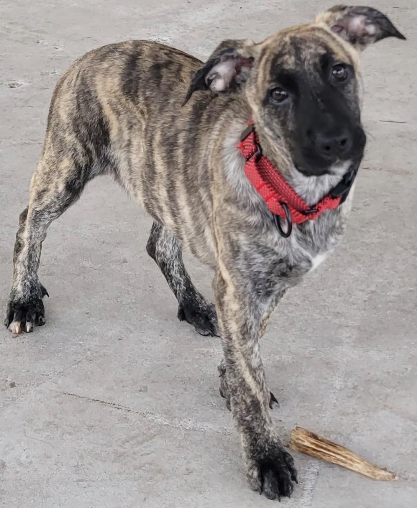 Macha-Beautiful Brindle Puppy!, a Adopted mixed breed in Fort Myers, FL image 3/4