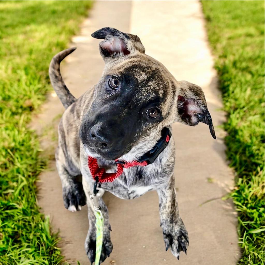 Macha-Beautiful Brindle Puppy!, a Adopted mixed breed in Fort Myers, FL image 4/4