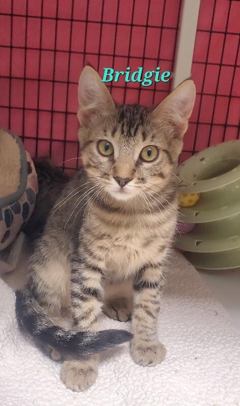 Bridgie, Adoptable, Young Male Domestic Short Hair.