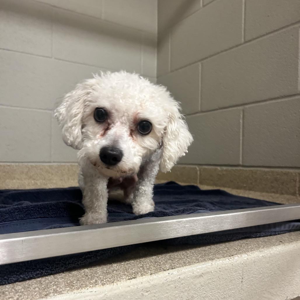 Cooper, Adoptable, Adult Male Poodle.