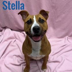 Stella, Young Female unknown