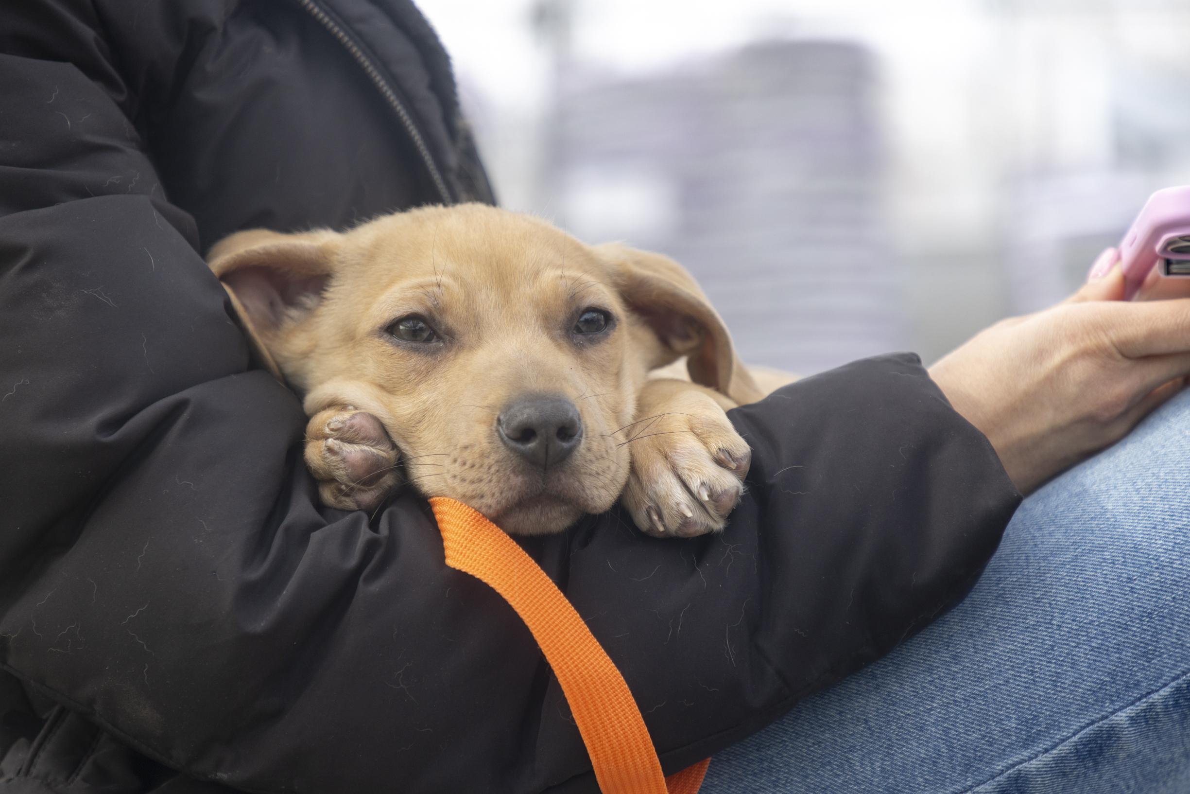 Enlarge Harvey, a ADOPTABLE mixed breed in Minneapolis, MN image 4/6