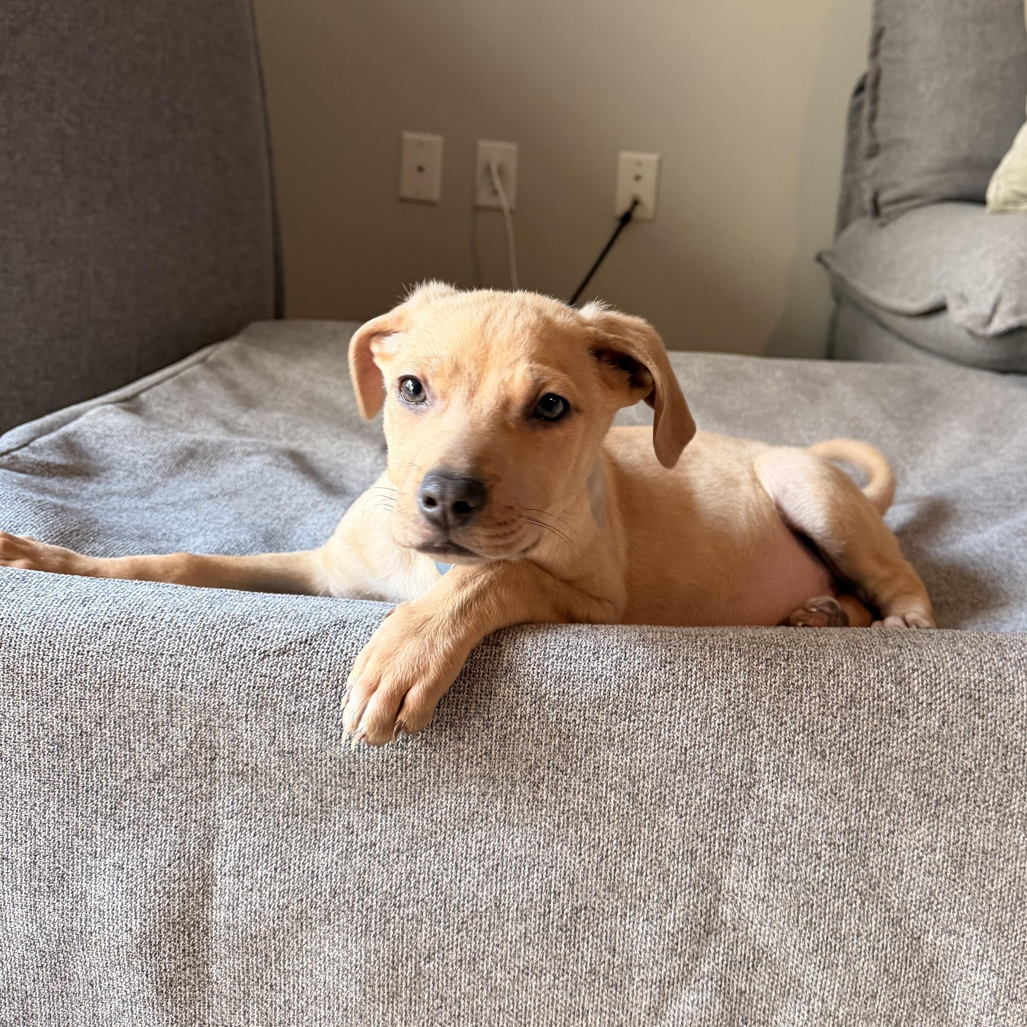 Enlarge Harvey, a ADOPTABLE mixed breed in Minneapolis, MN image 5/6