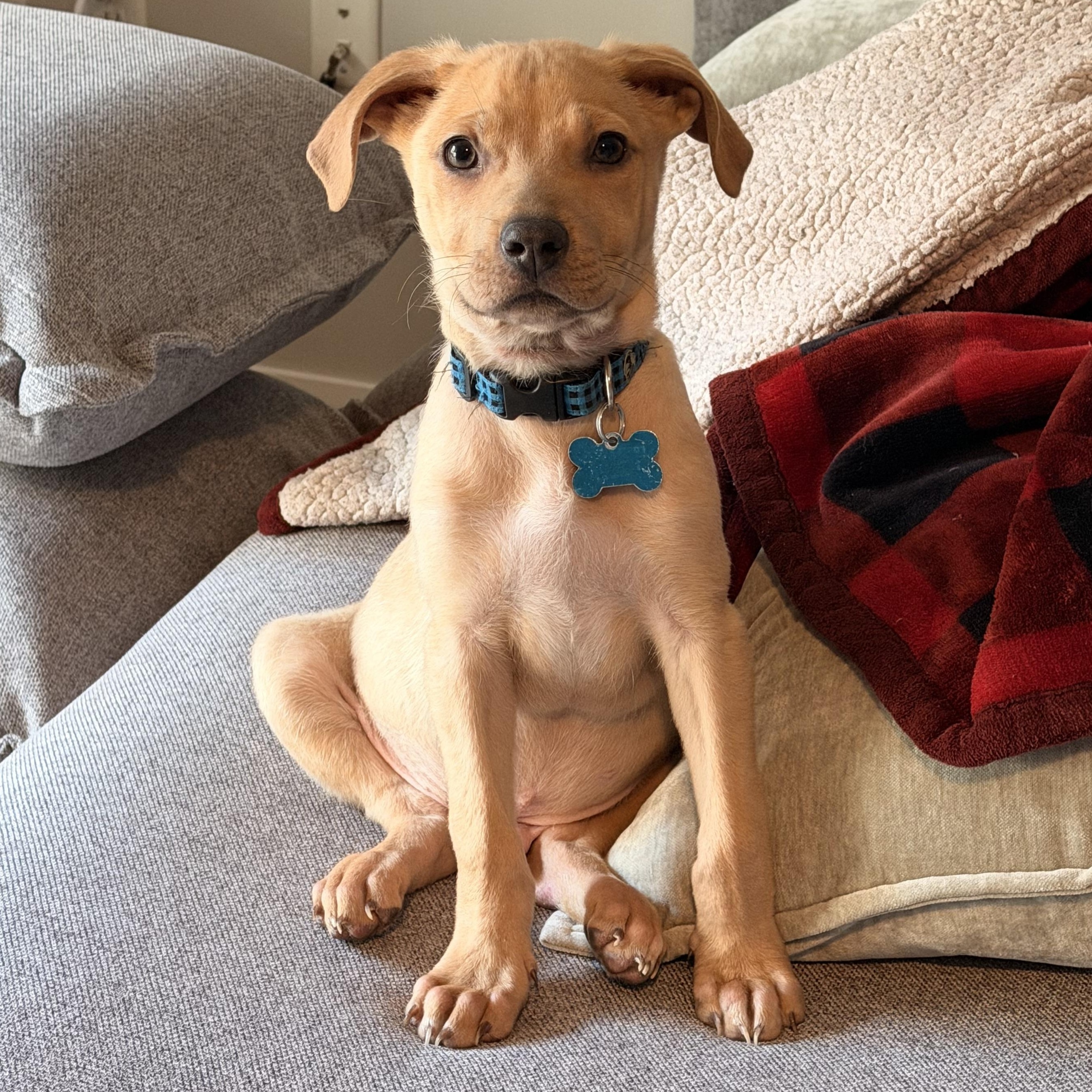 Harvey, ADOPTABLE, Puppy Male Australian Shepherd & Retriever.