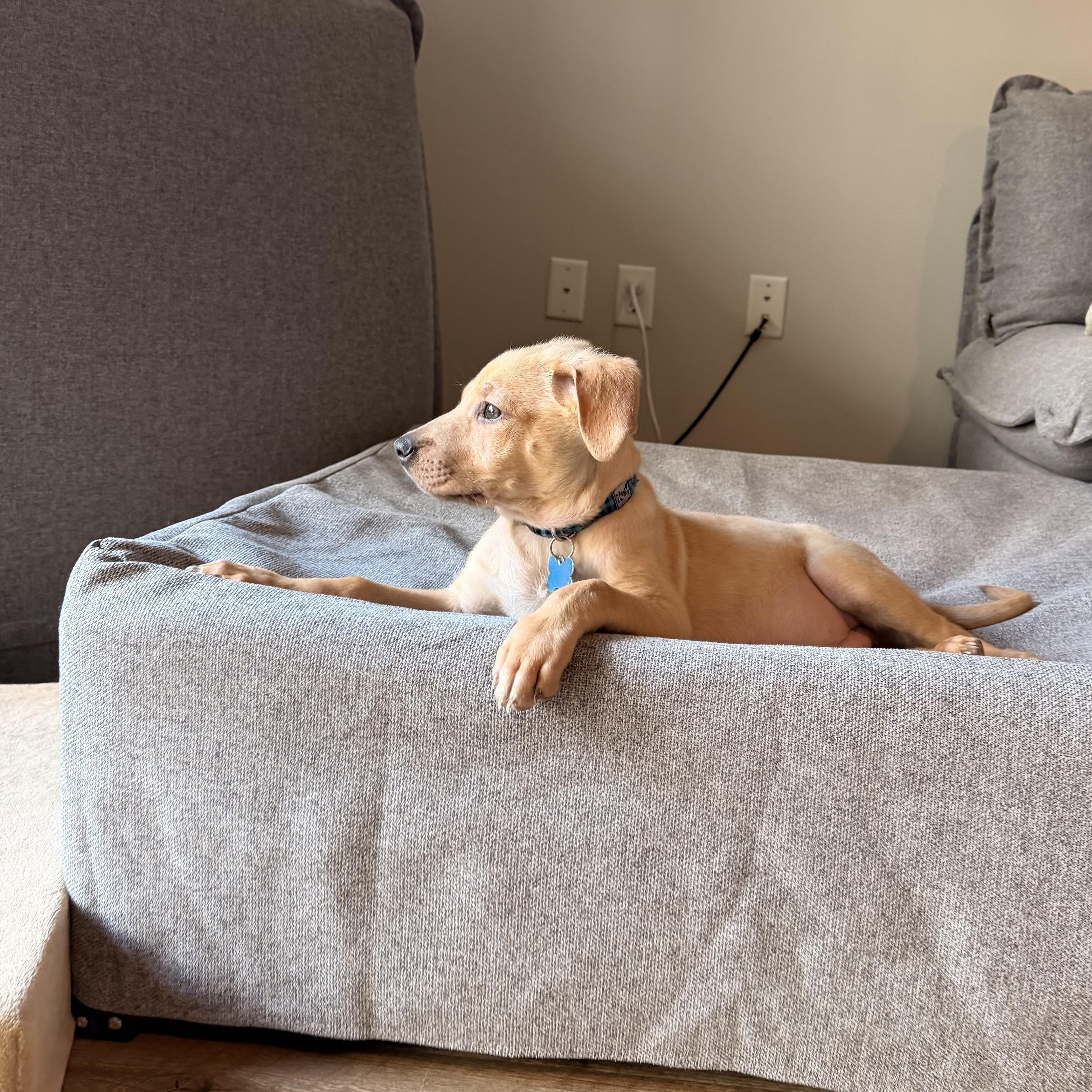 Enlarge Harvey, a ADOPTABLE mixed breed in Minneapolis, MN image 6/6