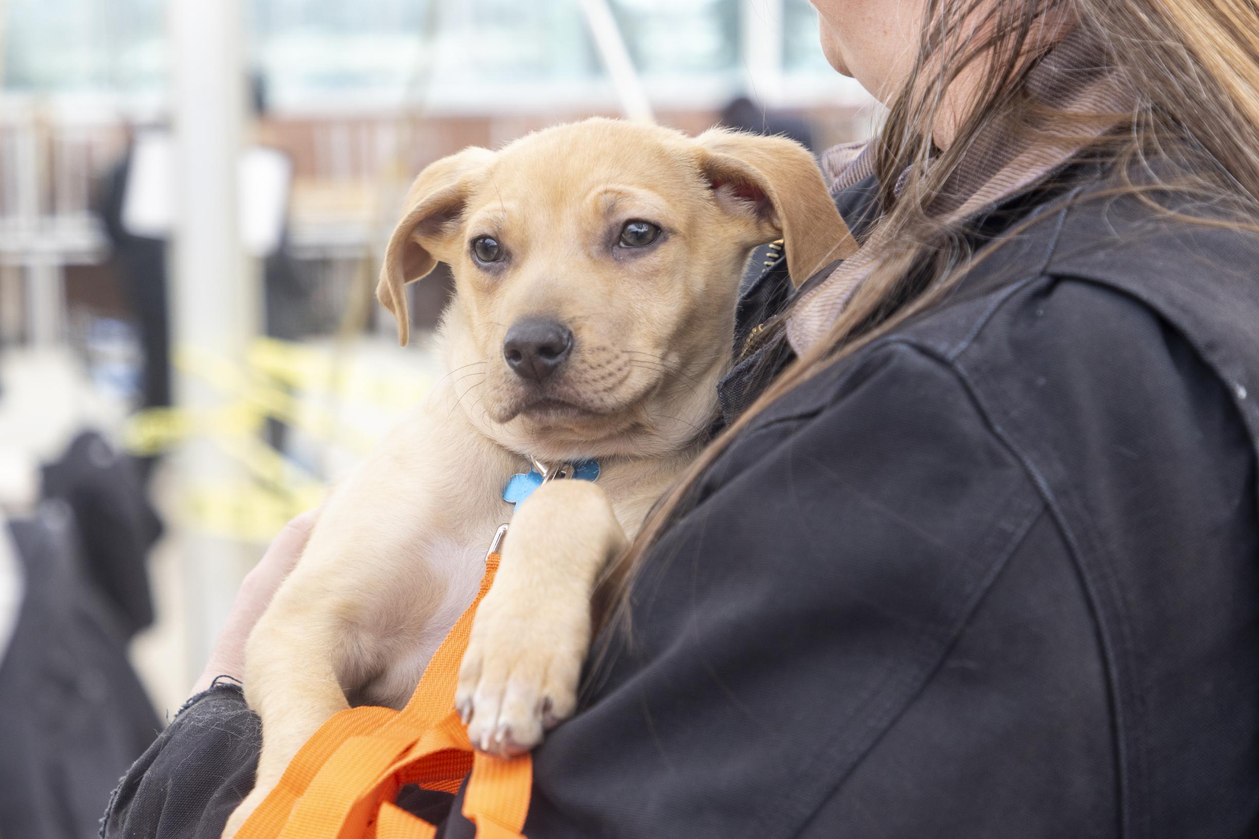 Enlarge Harvey, a ADOPTABLE mixed breed in Minneapolis, MN image 3/6