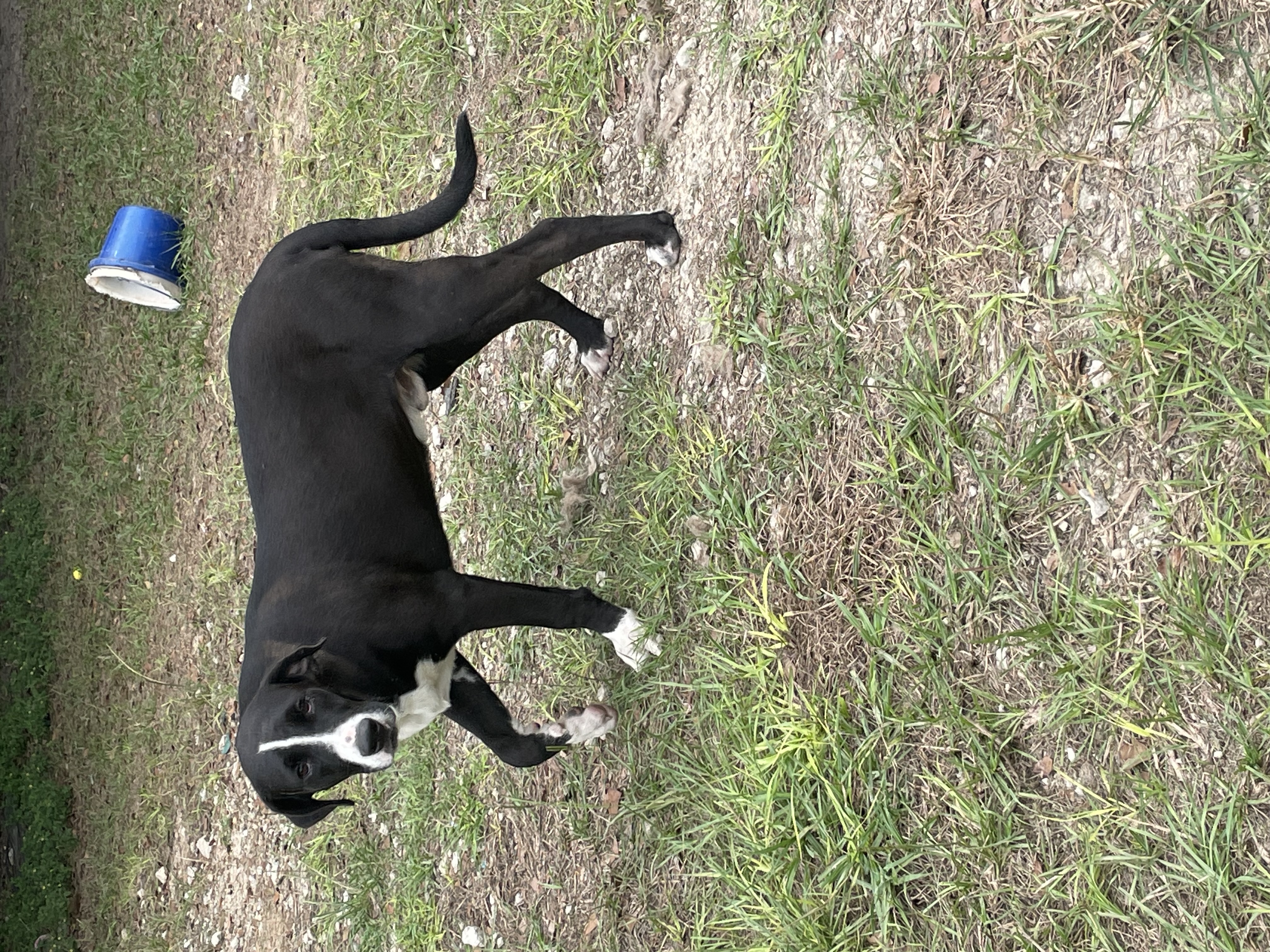 Enlarge Siggy, a Adoptable mixed breed in Grand ridge, FL image 1/3