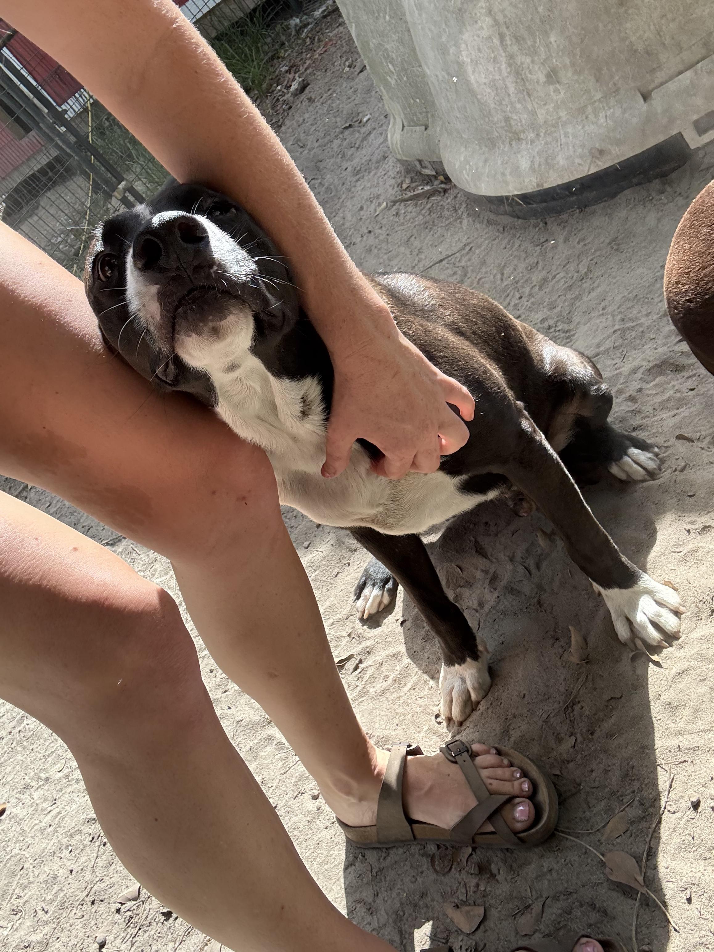 Enlarge Siggy, a Adoptable mixed breed in Grand ridge, FL image 2/3