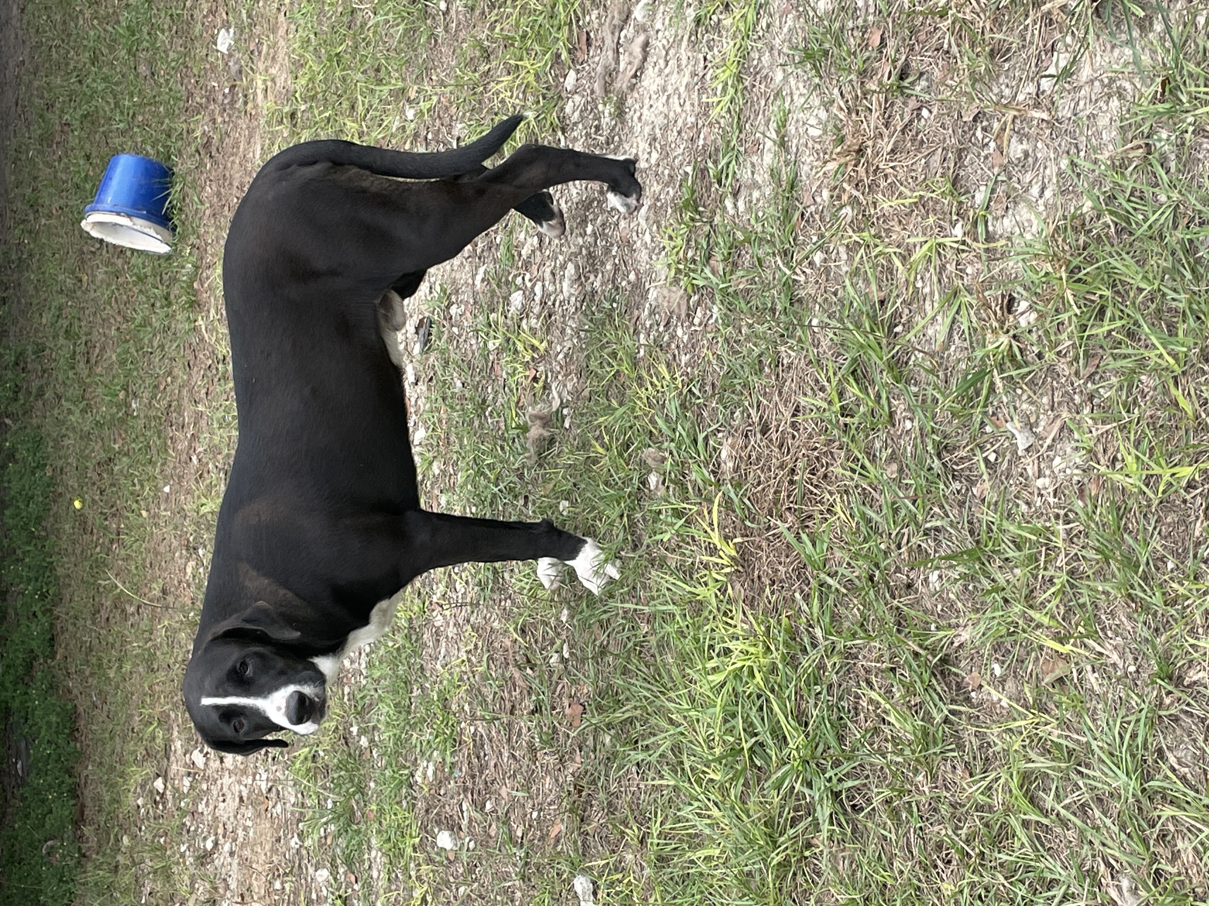 Enlarge Siggy, a Adoptable mixed breed in Grand ridge, FL image 3/3